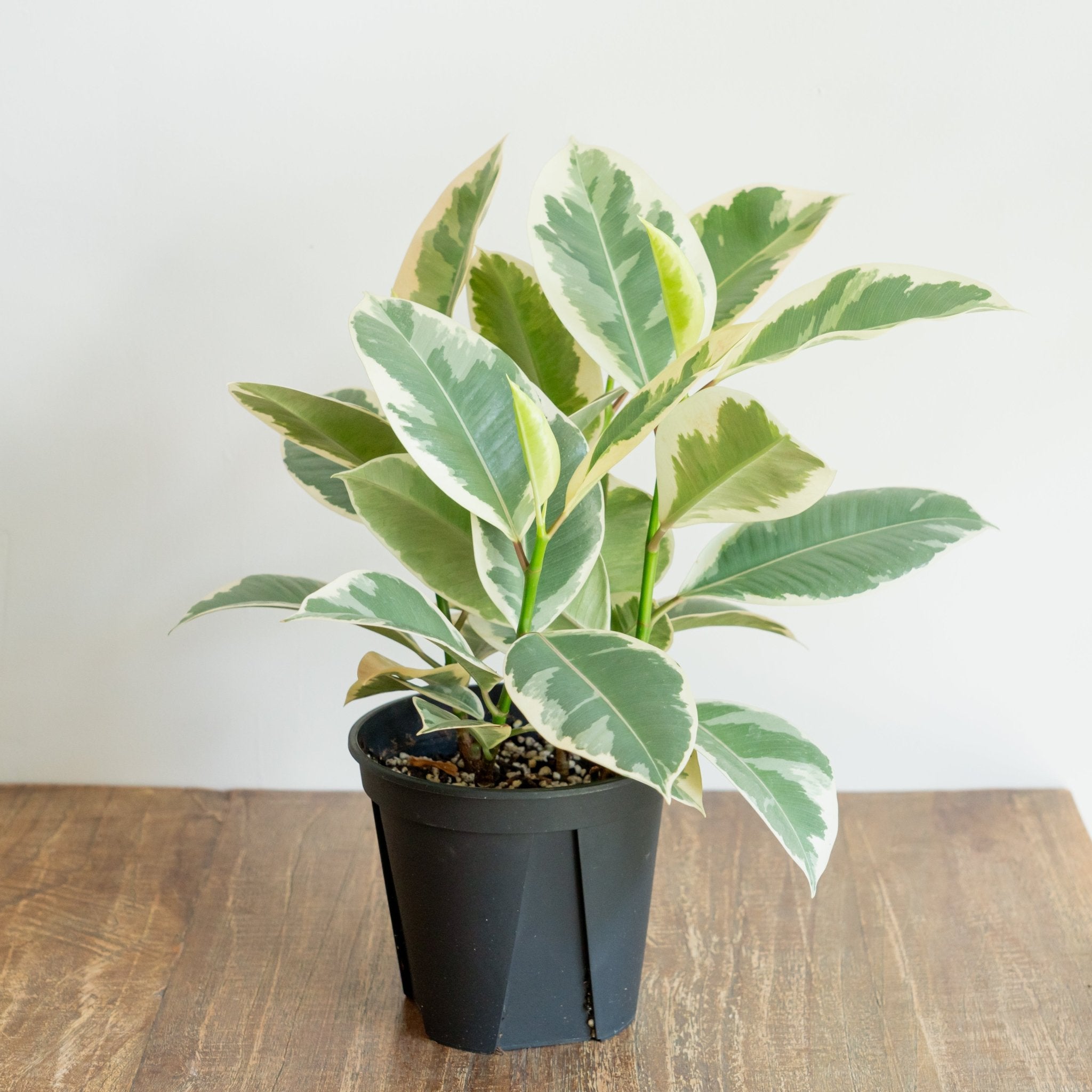 フィカス ティネケをオーダーするならFlower&Plants tette │ 「手から手へ、想いを運ぶフラワーショップ」【板橋駅徒歩4分】【熟練フローリスト夫婦が運営】【最短2営業日で発送】【24時間365日注文OK】【ギフトは3300円〜】フラワーギフトを手から手へ、想いを込めたブーケやアレンジメントで大切な人に感謝と愛情を。シーンや用途に合わせて選びやすい豊富な種