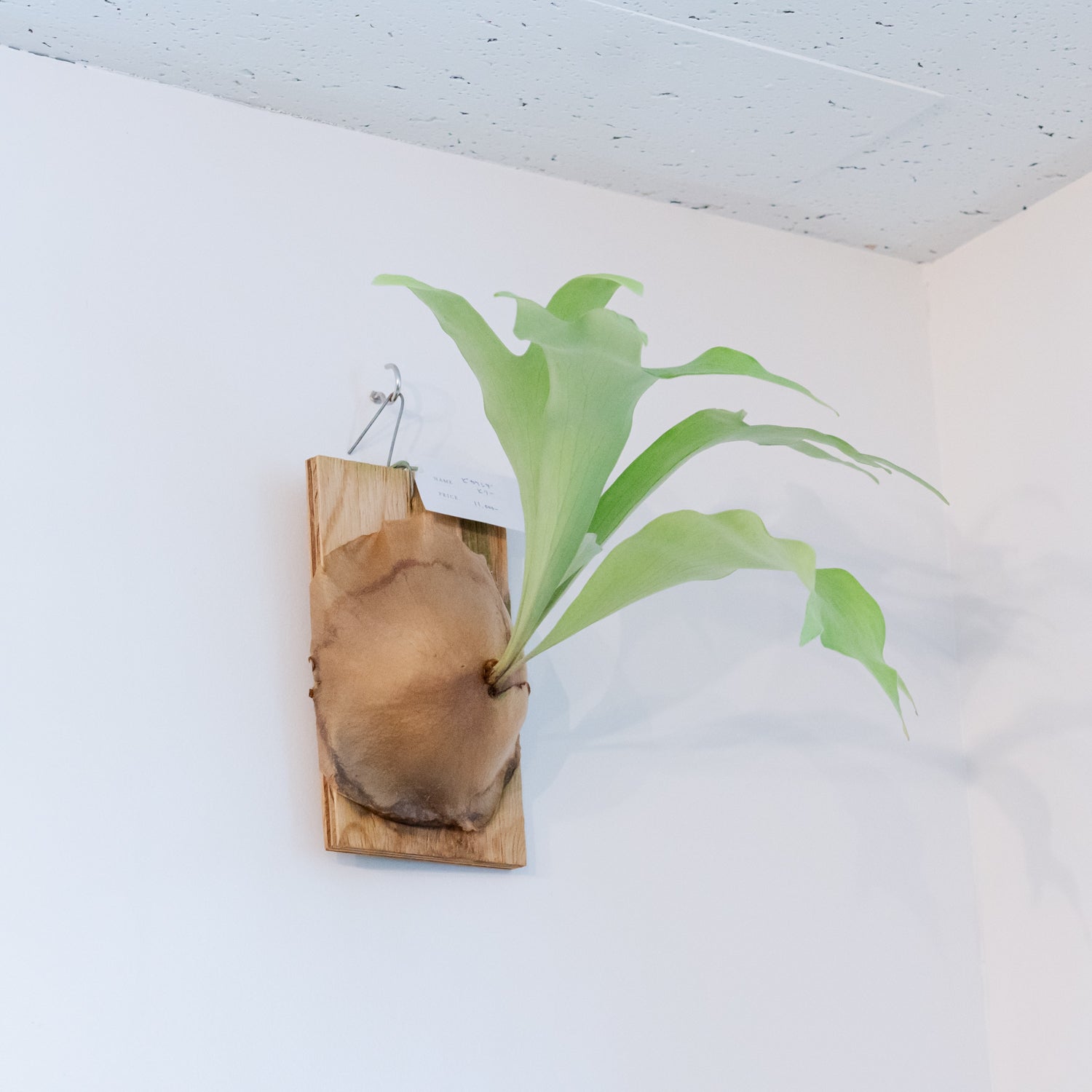 ビカクシダ ヒリーをオーダーするならFlower&Plants tette │ 「手から手へ、想いを運ぶフラワーショップ」【板橋駅徒歩4分】【熟練フローリスト夫婦が運営】【最短2営業日で発送】【24時間365日注文OK】【ギフトは3300円〜】フラワーギフトを手から手へ、想いを込めたブーケやアレンジメントで大切な人に感謝と愛情を。シーンや用途に合わせて選びやすい豊富な種