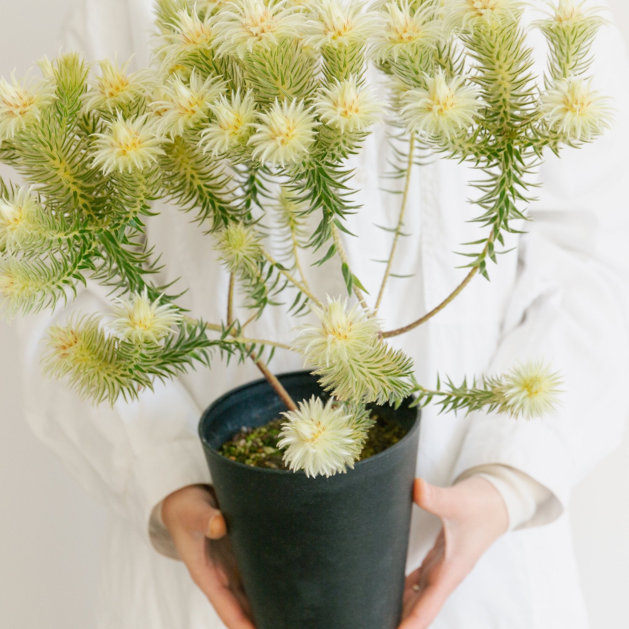 フィリカをオーダーするならFlower&Plants tette │ 「手から手へ、想いを運ぶフラワーショップ」【板橋駅徒歩4分】【熟練フローリスト夫婦が運営】【最短2営業日で発送】【24時間365日注文OK】【ギフトは3300円〜】フラワーギフトを手から手へ、想いを込めたブーケやアレンジメントで大切な人に感謝と愛情を。シーンや用途に合わせて選びやすい豊富な種