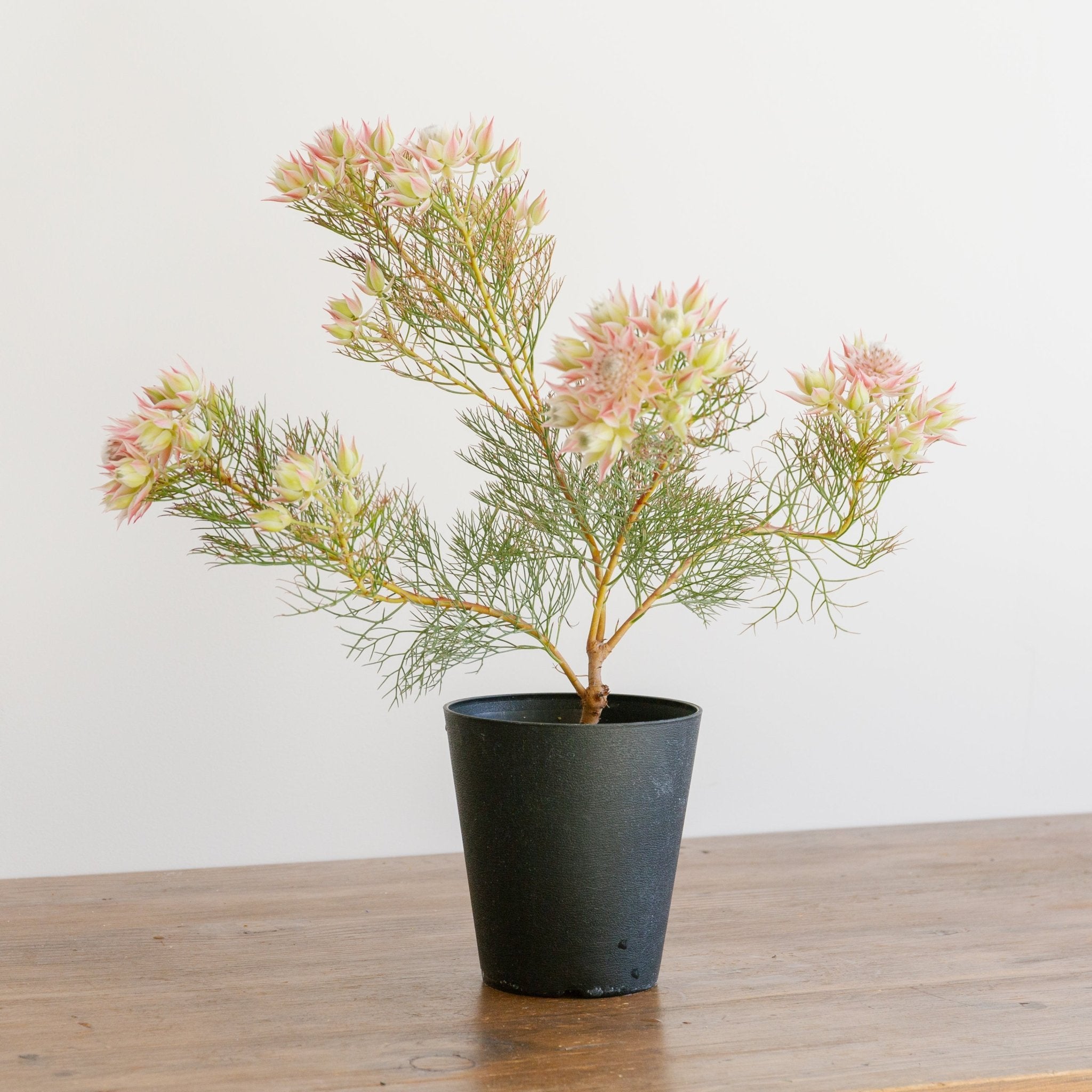 セルリア プリティピンクをオーダーするならFlower&Plants tette │ 「手から手へ、想いを運ぶフラワーショップ」【板橋駅徒歩4分】【熟練フローリスト夫婦が運営】【最短2営業日で発送】【24時間365日注文OK】【ギフトは3300円〜】フラワーギフトを手から手へ、想いを込めたブーケやアレンジメントで大切な人に感謝と愛情を。シーンや用途に合わせて選びやすい豊富な種