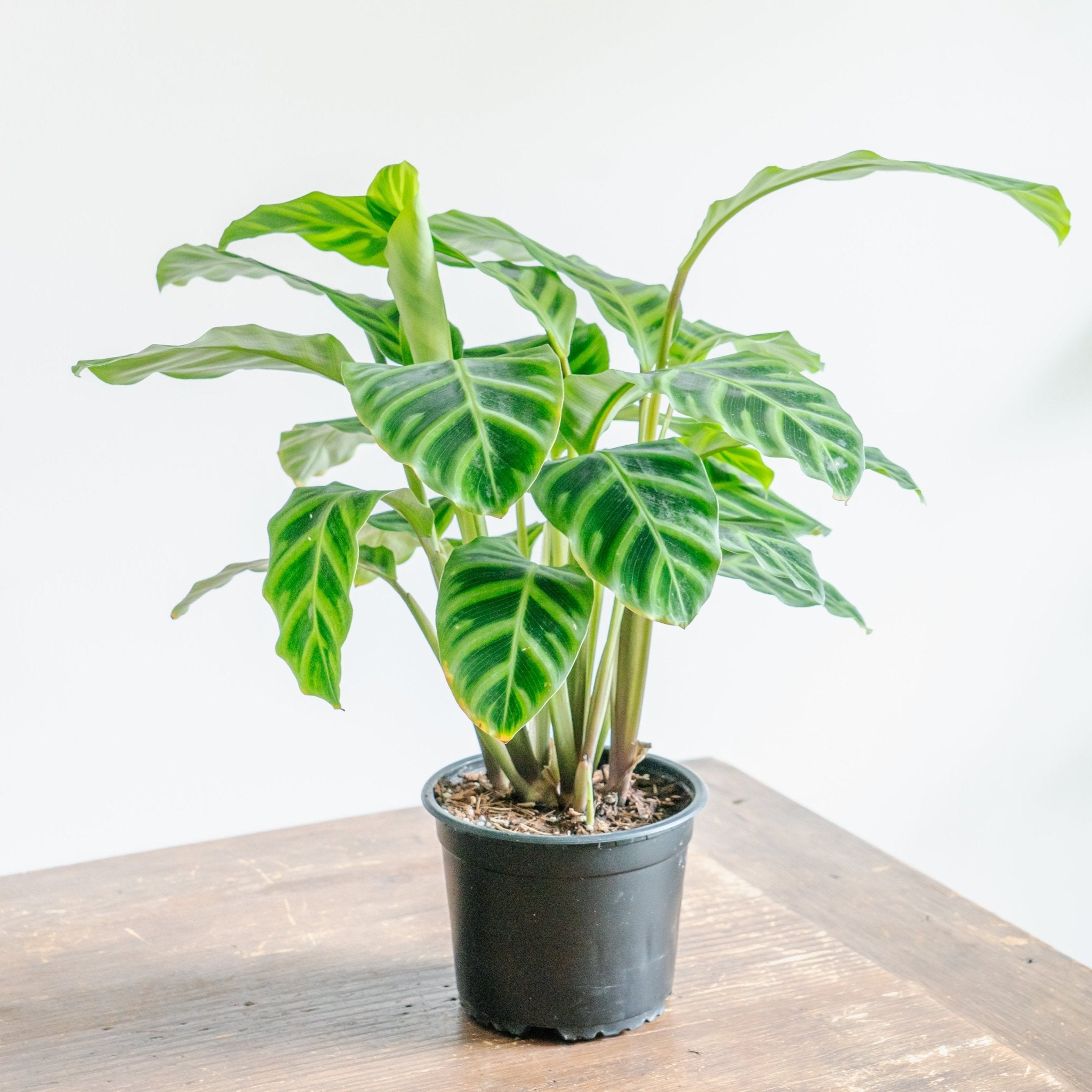 カラテア ゼブリナをオーダーするならFlower&Plants tette │ 「手から手へ、想いを運ぶフラワーショップ」【板橋駅徒歩4分】【熟練フローリスト夫婦が運営】【最短2営業日で発送】【24時間365日注文OK】【ギフトは3300円〜】フラワーギフトを手から手へ、想いを込めたブーケやアレンジメントで大切な人に感謝と愛情を。シーンや用途に合わせて選びやすい豊富な種