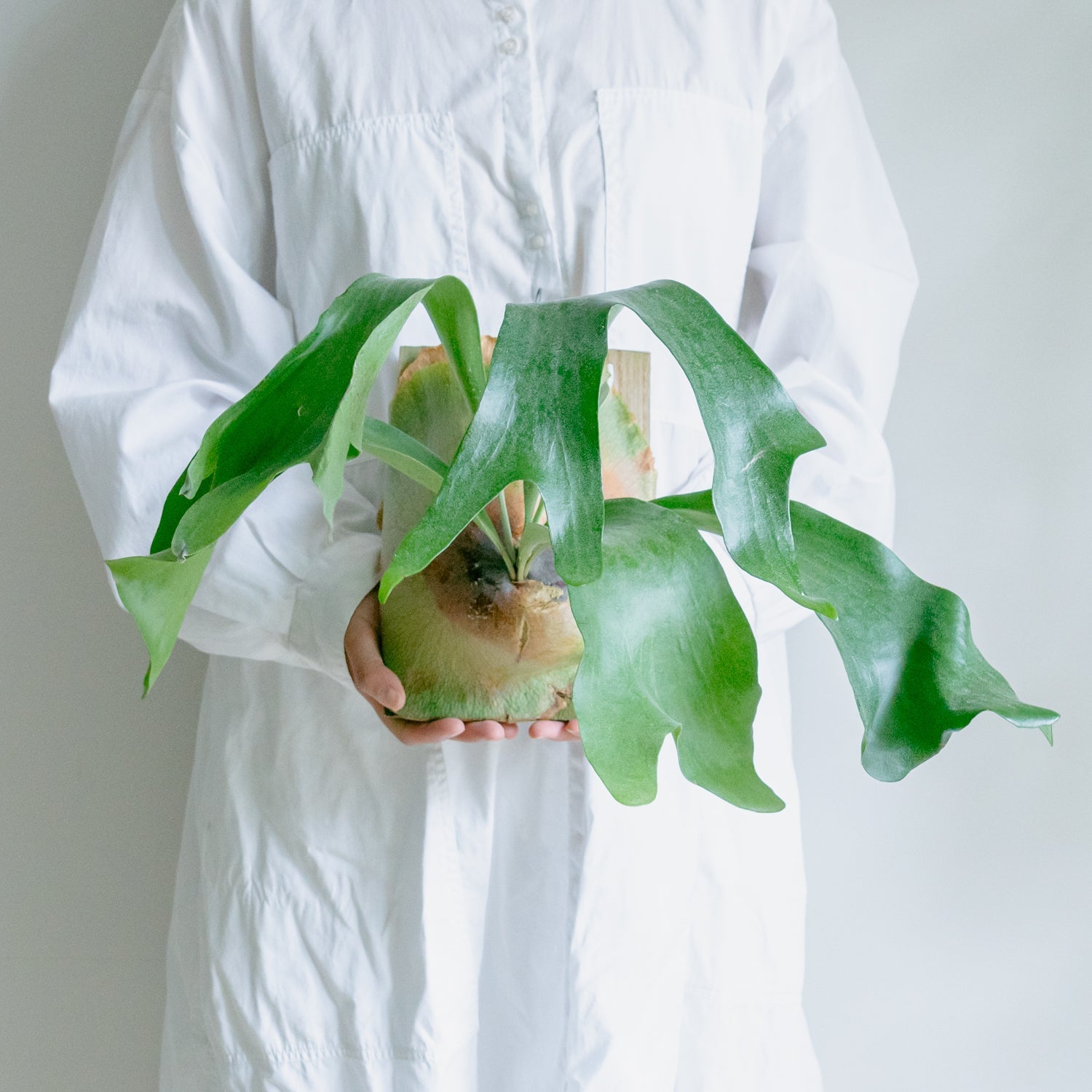 ビカクシダ ヒリーをオーダーするならFlower&Plants tette │ 「手から手へ、想いを運ぶフラワーショップ」【板橋駅徒歩4分】【熟練フローリスト夫婦が運営】【最短2営業日で発送】【24時間365日注文OK】【ギフトは3300円〜】フラワーギフトを手から手へ、想いを込めたブーケやアレンジメントで大切な人に感謝と愛情を。シーンや用途に合わせて選びやすい豊富な種