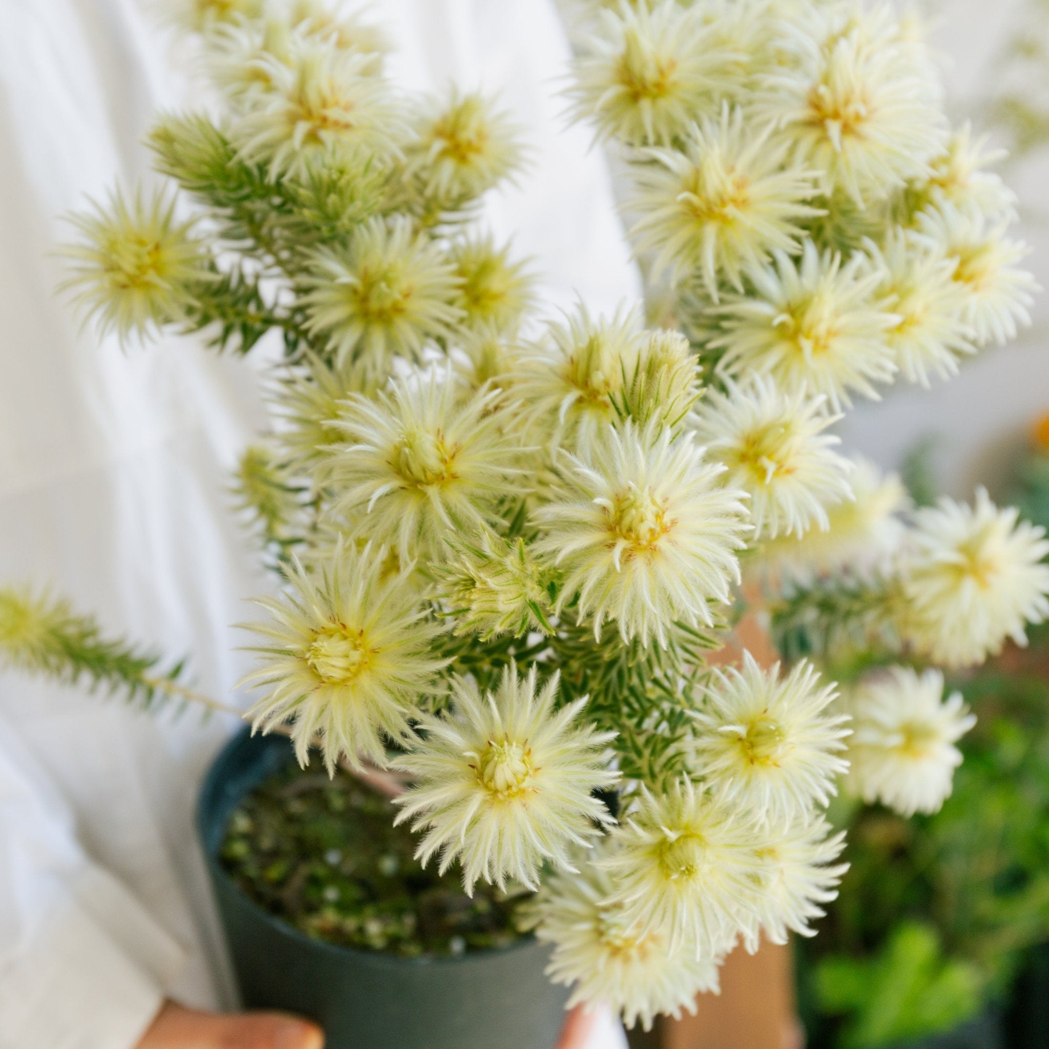 フィリカをオーダーするならFlower&Plants tette │ 「手から手へ、想いを運ぶフラワーショップ」【板橋駅徒歩4分】【熟練フローリスト夫婦が運営】【最短2営業日で発送】【24時間365日注文OK】【ギフトは3300円〜】フラワーギフトを手から手へ、想いを込めたブーケやアレンジメントで大切な人に感謝と愛情を。シーンや用途に合わせて選びやすい豊富な種