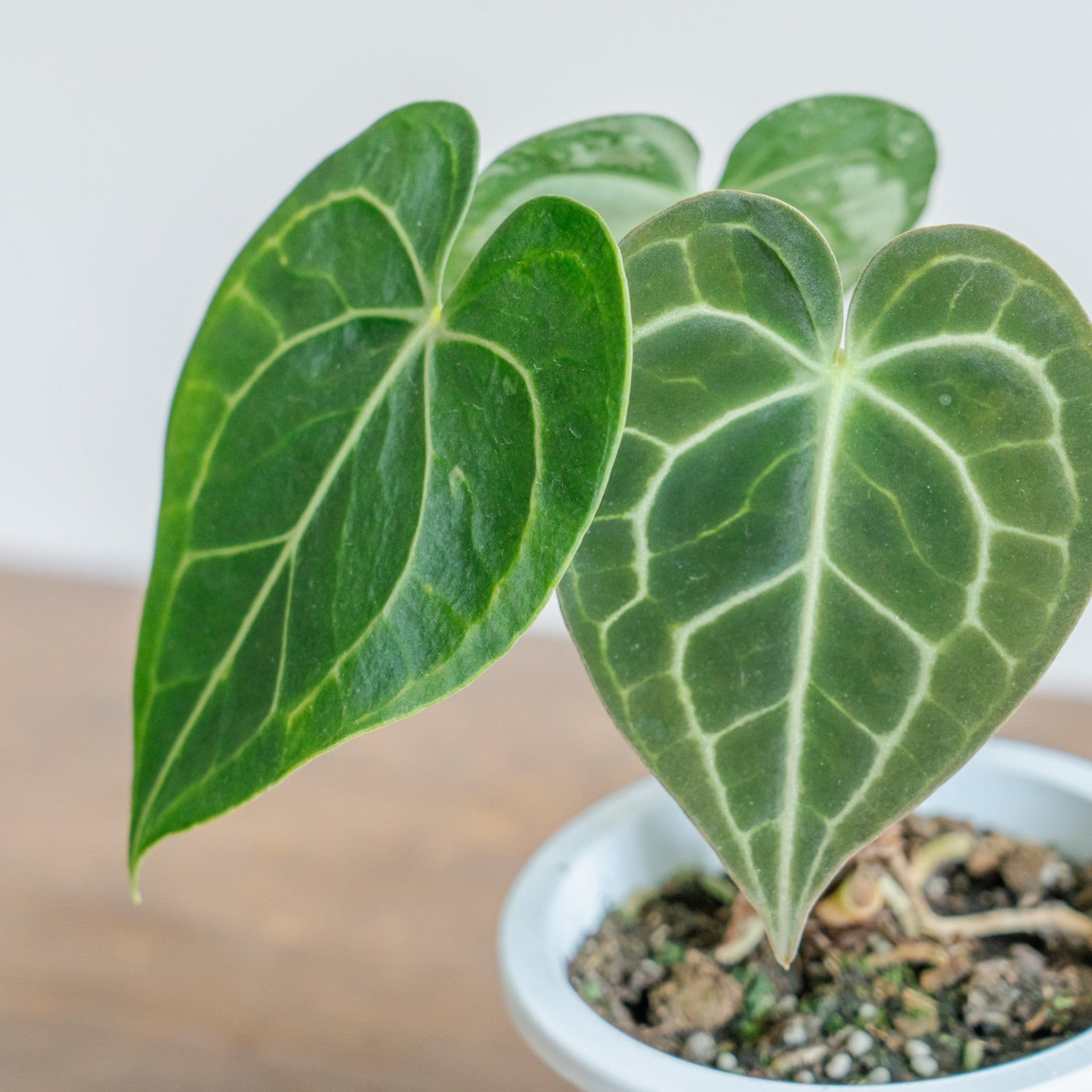 アンスリウム クラリネルバムをオーダーするならFlower&Plants tette │ 「手から手へ、想いを運ぶフラワーショップ」【板橋駅徒歩4分】【熟練フローリスト夫婦が運営】【最短2営業日で発送】【24時間365日注文OK】【ギフトは3300円〜】フラワーギフトを手から手へ、想いを込めたブーケやアレンジメントで大切な人に感謝と愛情を。シーンや用途に合わせて選びやすい豊富な種