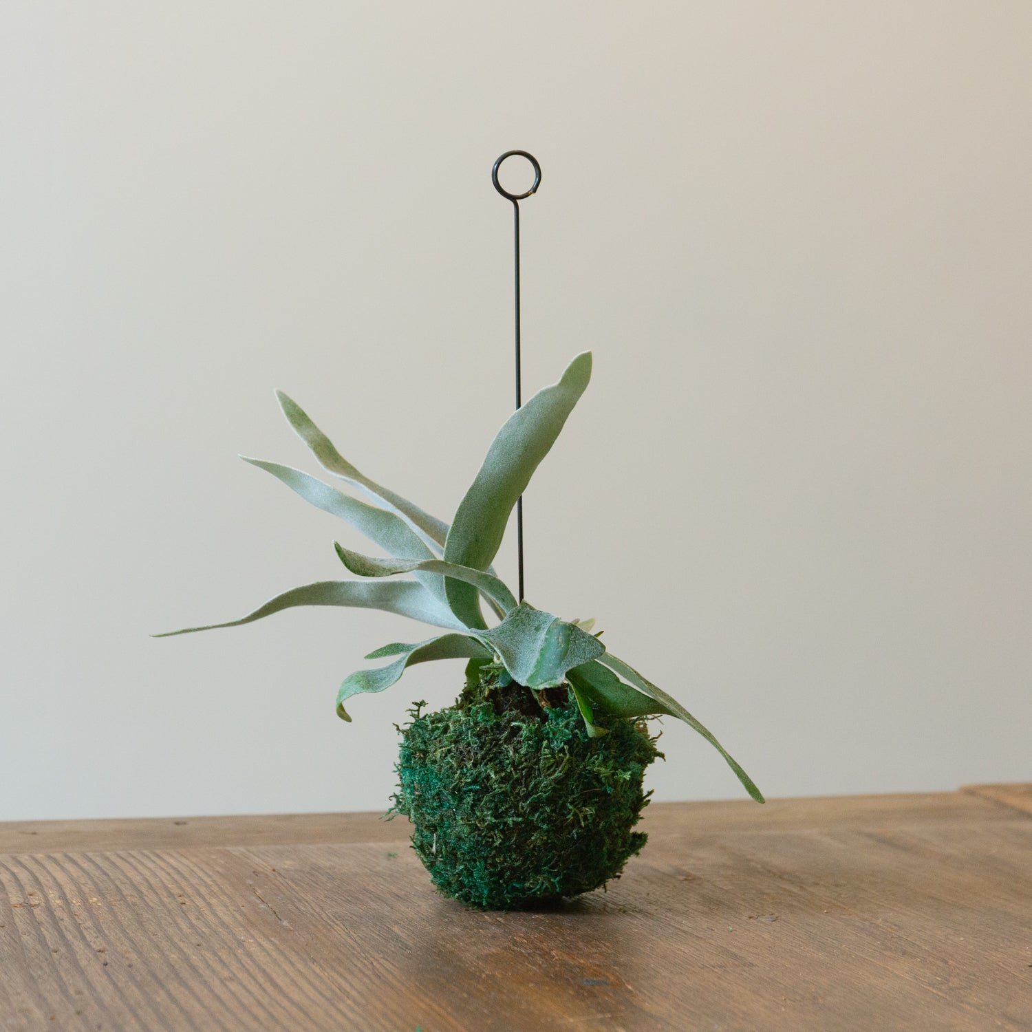 ビカクシダ ヴィーチーをオーダーするならFlower&Plants tette │ 「手から手へ、想いを運ぶフラワーショップ」【板橋駅徒歩4分】【熟練フローリスト夫婦が運営】【最短2営業日で発送】【24時間365日注文OK】【ギフトは3300円〜】フラワーギフトを手から手へ、想いを込めたブーケやアレンジメントで大切な人に感謝と愛情を。シーンや用途に合わせて選びやすい豊富な種