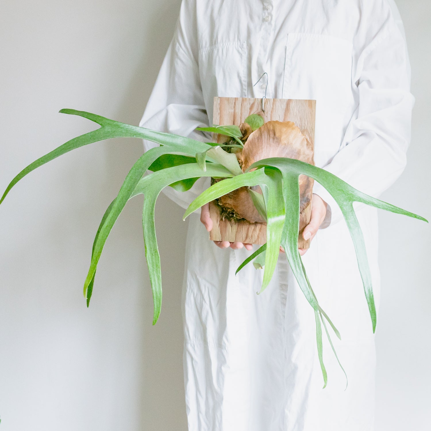 ビカクシダ サウスシーをオーダーするならFlower&Plants tette │ 「手から手へ、想いを運ぶフラワーショップ」【板橋駅徒歩4分】【熟練フローリスト夫婦が運営】【最短2営業日で発送】【24時間365日注文OK】【ギフトは3300円〜】フラワーギフトを手から手へ、想いを込めたブーケやアレンジメントで大切な人に感謝と愛情を。シーンや用途に合わせて選びやすい豊富な種