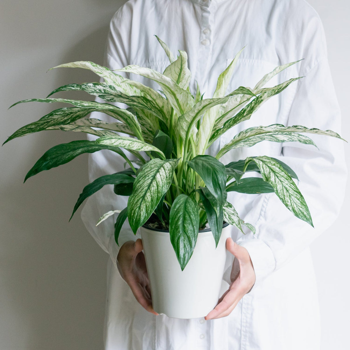 スパティフィラム・センセーション バリエガータをオーダーするならFlower&Plants tette │ 「手から手へ、想いを運ぶフラワーショップ」【板橋駅徒歩4分】【熟練フローリスト夫婦が運営】【最短2営業日で発送】【24時間365日注文OK】【ギフトは3300円〜】フラワーギフトを手から手へ、想いを込めたブーケやアレンジメントで大切な人に感謝と愛情を。シーンや用途に合わせて選びやすい豊富な種