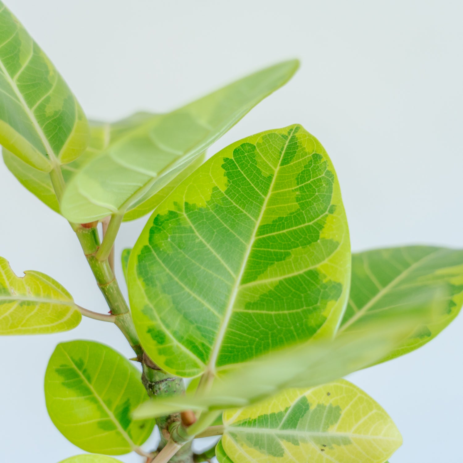 フィカス アルテシマをオーダーするならFlower&Plants tette │ 「手から手へ、想いを運ぶフラワーショップ」【板橋駅徒歩4分】【熟練フローリスト夫婦が運営】【最短2営業日で発送】【24時間365日注文OK】【ギフトは3300円〜】フラワーギフトを手から手へ、想いを込めたブーケやアレンジメントで大切な人に感謝と愛情を。シーンや用途に合わせて選びやすい豊富な種