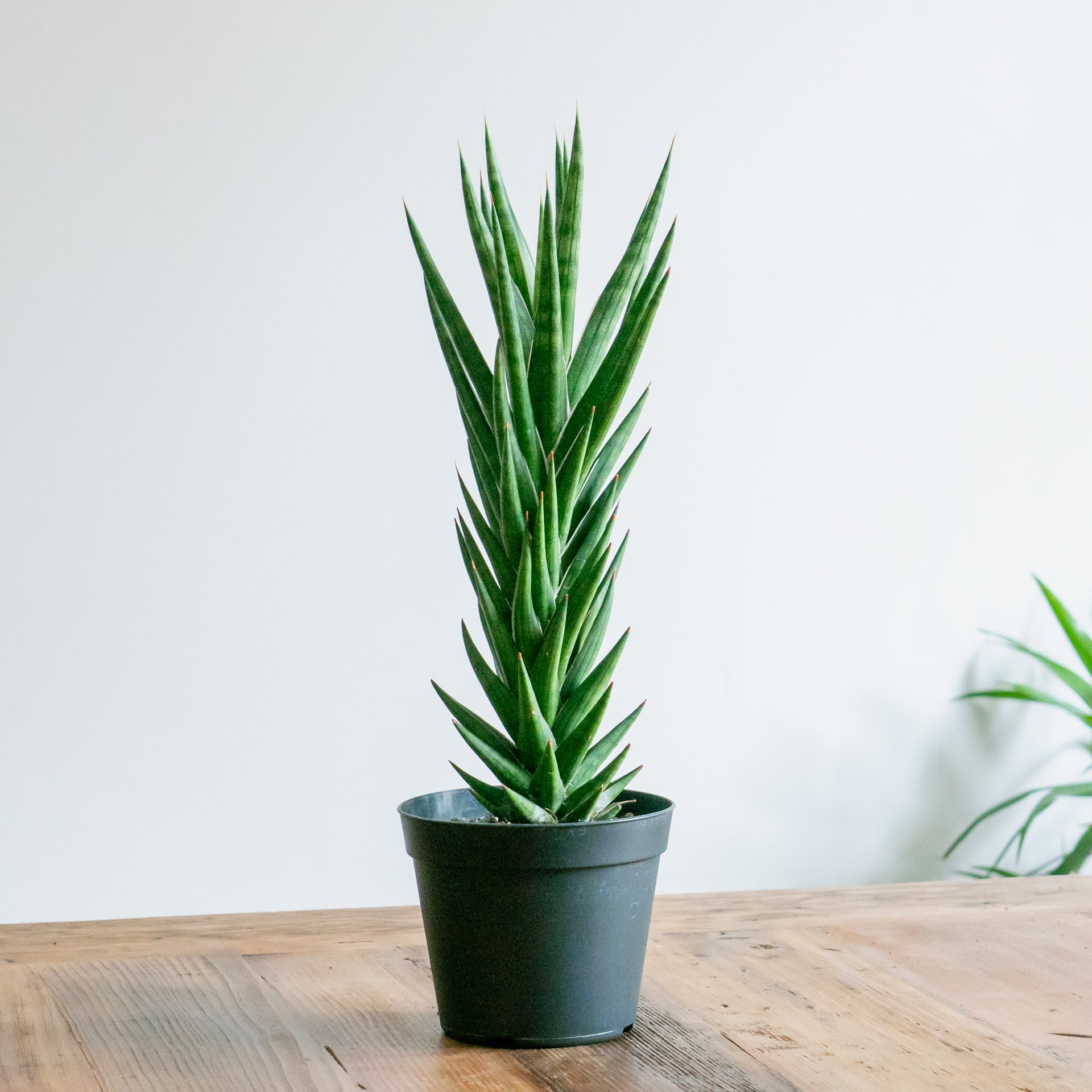 サンスベリア フランシンをオーダーするならFlower&Plants tette │ 「手から手へ、想いを運ぶフラワーショップ」【板橋駅徒歩4分】【熟練フローリスト夫婦が運営】【最短2営業日で発送】【24時間365日注文OK】【ギフトは3300円〜】フラワーギフトを手から手へ、想いを込めたブーケやアレンジメントで大切な人に感謝と愛情を。シーンや用途に合わせて選びやすい豊富な種