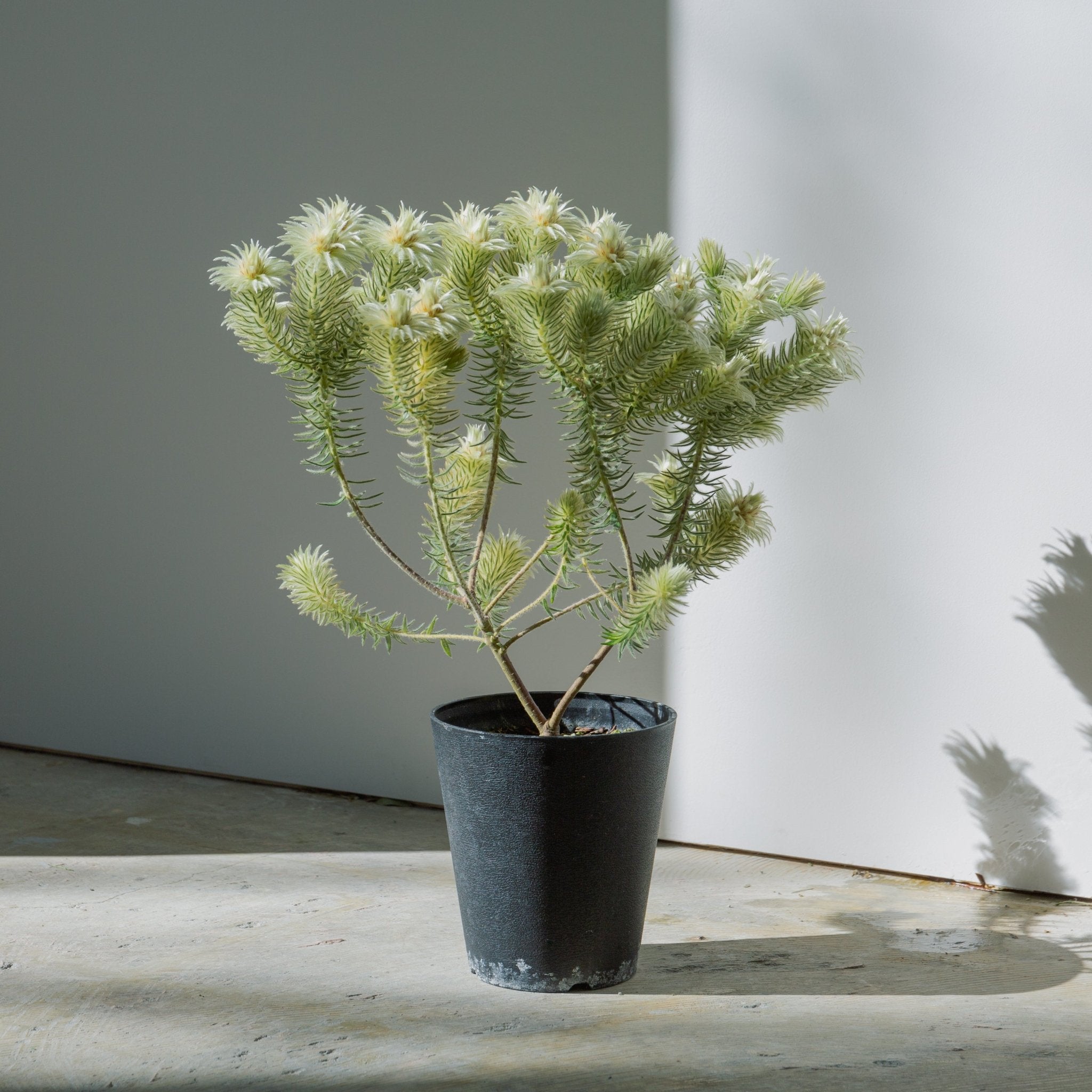 フィリカをオーダーするならFlower&Plants tette │ 「手から手へ、想いを運ぶフラワーショップ」【板橋駅徒歩4分】【熟練フローリスト夫婦が運営】【最短2営業日で発送】【24時間365日注文OK】【ギフトは3300円〜】フラワーギフトを手から手へ、想いを込めたブーケやアレンジメントで大切な人に感謝と愛情を。シーンや用途に合わせて選びやすい豊富な種