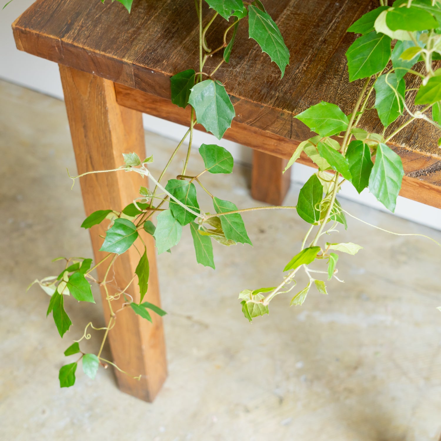 グレープアイビーをオーダーするならFlower&Plants tette │ 「手から手へ、想いを運ぶフラワーショップ」【板橋駅徒歩4分】【熟練フローリスト夫婦が運営】【最短2営業日で発送】【24時間365日注文OK】【ギフトは3300円〜】フラワーギフトを手から手へ、想いを込めたブーケやアレンジメントで大切な人に感謝と愛情を。シーンや用途に合わせて選びやすい豊富な種