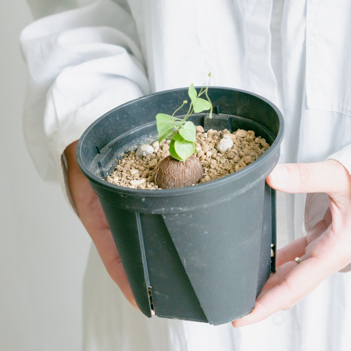亀甲竜をオーダーするならFlower&Plants tette │ 「手から手へ、想いを運ぶフラワーショップ」【板橋駅徒歩4分】【熟練フローリスト夫婦が運営】【最短2営業日で発送】【24時間365日注文OK】【ギフトは3300円〜】フラワーギフトを手から手へ、想いを込めたブーケやアレンジメントで大切な人に感謝と愛情を。シーンや用途に合わせて選びやすい豊富な種