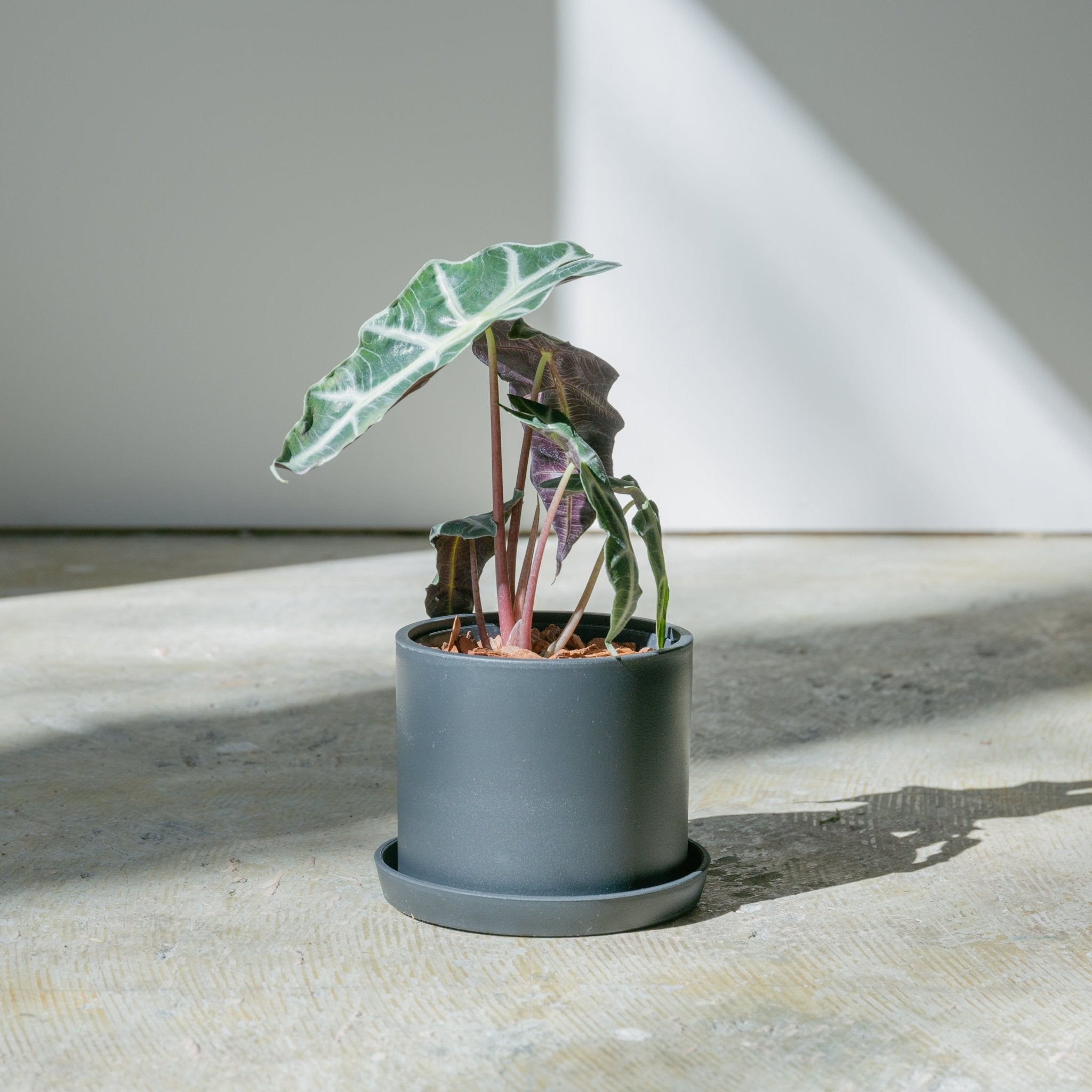 アロカシア アマゾニアをオーダーするならFlower&Plants tette │ 「手から手へ、想いを運ぶフラワーショップ」【板橋駅徒歩4分】【熟練フローリスト夫婦が運営】【最短2営業日で発送】【24時間365日注文OK】【ギフトは3300円〜】フラワーギフトを手から手へ、想いを込めたブーケやアレンジメントで大切な人に感謝と愛情を。シーンや用途に合わせて選びやすい豊富な種