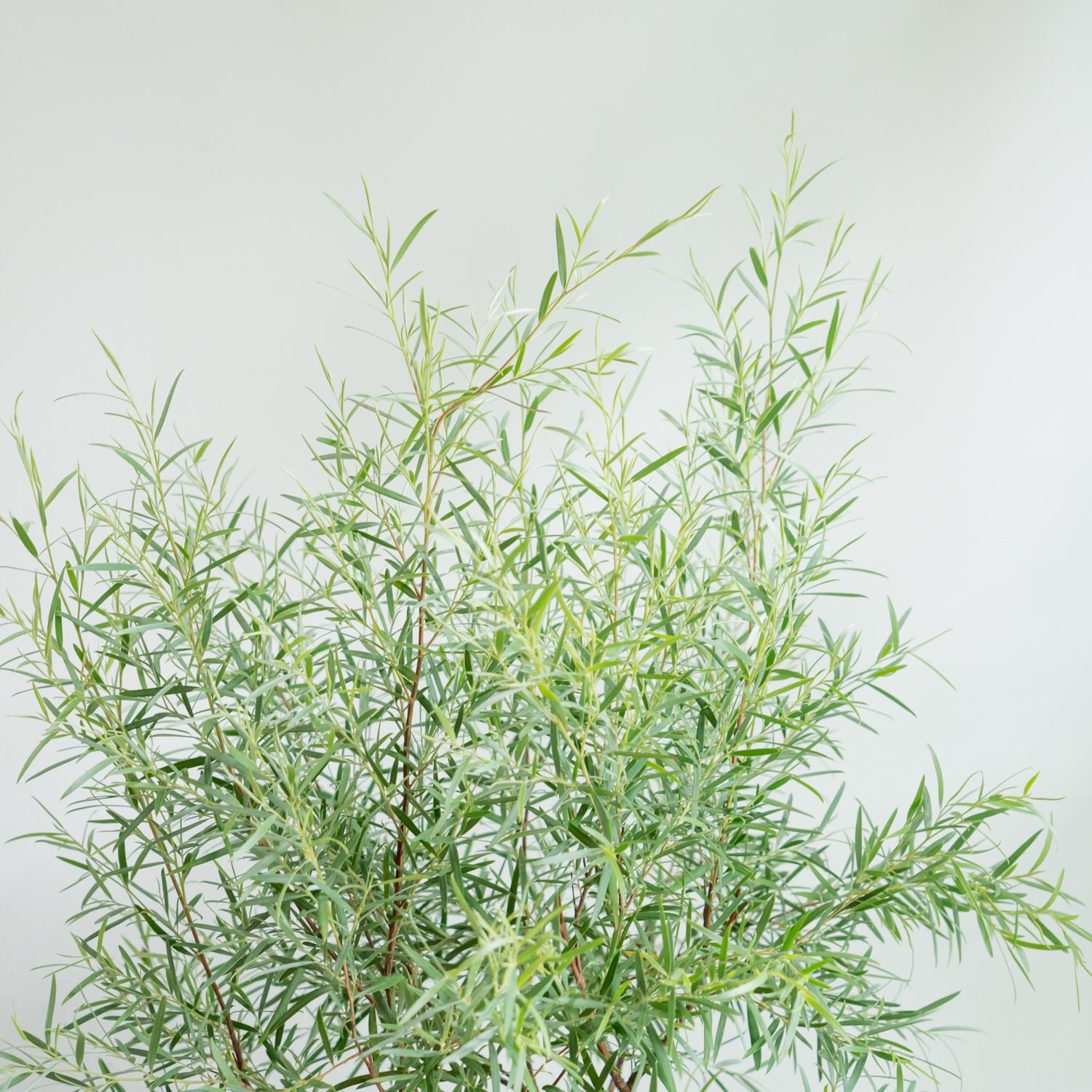 シルバーティーツリーをオーダーするならFlower&Plants tette │ 「手から手へ、想いを運ぶフラワーショップ」【板橋駅徒歩4分】【熟練フローリスト夫婦が運営】【最短2営業日で発送】【24時間365日注文OK】【ギフトは3300円〜】フラワーギフトを手から手へ、想いを込めたブーケやアレンジメントで大切な人に感謝と愛情を。シーンや用途に合わせて選びやすい豊富な種