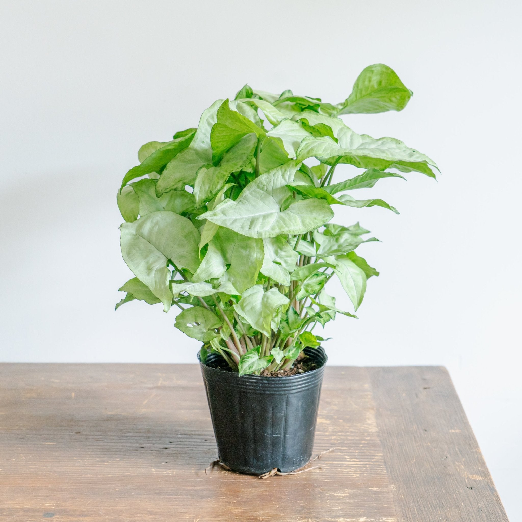 シンゴジウムをオーダーするならFlower&Plants tette │ 「手から手へ、想いを運ぶフラワーショップ」【板橋駅徒歩4分】【熟練フローリスト夫婦が運営】【最短2営業日で発送】【24時間365日注文OK】【ギフトは3300円〜】フラワーギフトを手から手へ、想いを込めたブーケやアレンジメントで大切な人に感謝と愛情を。シーンや用途に合わせて選びやすい豊富な種