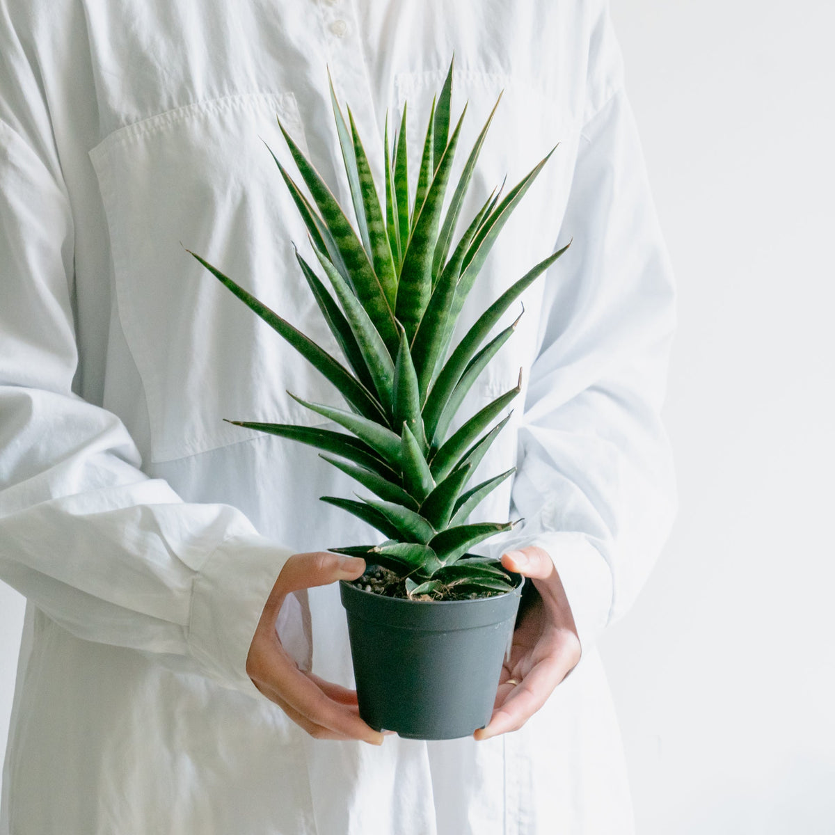 サンスベリア ビースリーをオーダーするならFlower&Plants tette │ 「手から手へ、想いを運ぶフラワーショップ」【板橋駅徒歩4分】【熟練フローリスト夫婦が運営】【最短2営業日で発送】【24時間365日注文OK】【ギフトは3300円〜】フラワーギフトを手から手へ、想いを込めたブーケやアレンジメントで大切な人に感謝と愛情を。シーンや用途に合わせて選びやすい豊富な種