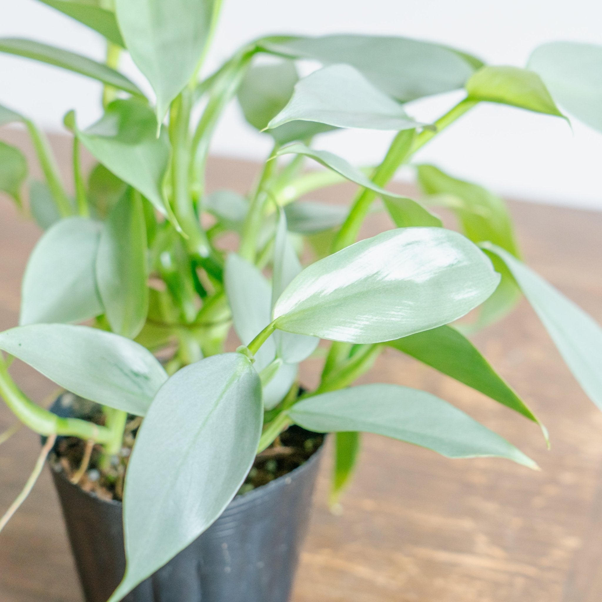 フィロデンドロン シルバーメタルをオーダーするならFlower&Plants tette │ 「手から手へ、想いを運ぶフラワーショップ」【板橋駅徒歩4分】【熟練フローリスト夫婦が運営】【最短2営業日で発送】【24時間365日注文OK】【ギフトは3300円〜】フラワーギフトを手から手へ、想いを込めたブーケやアレンジメントで大切な人に感謝と愛情を。シーンや用途に合わせて選びやすい豊富な種