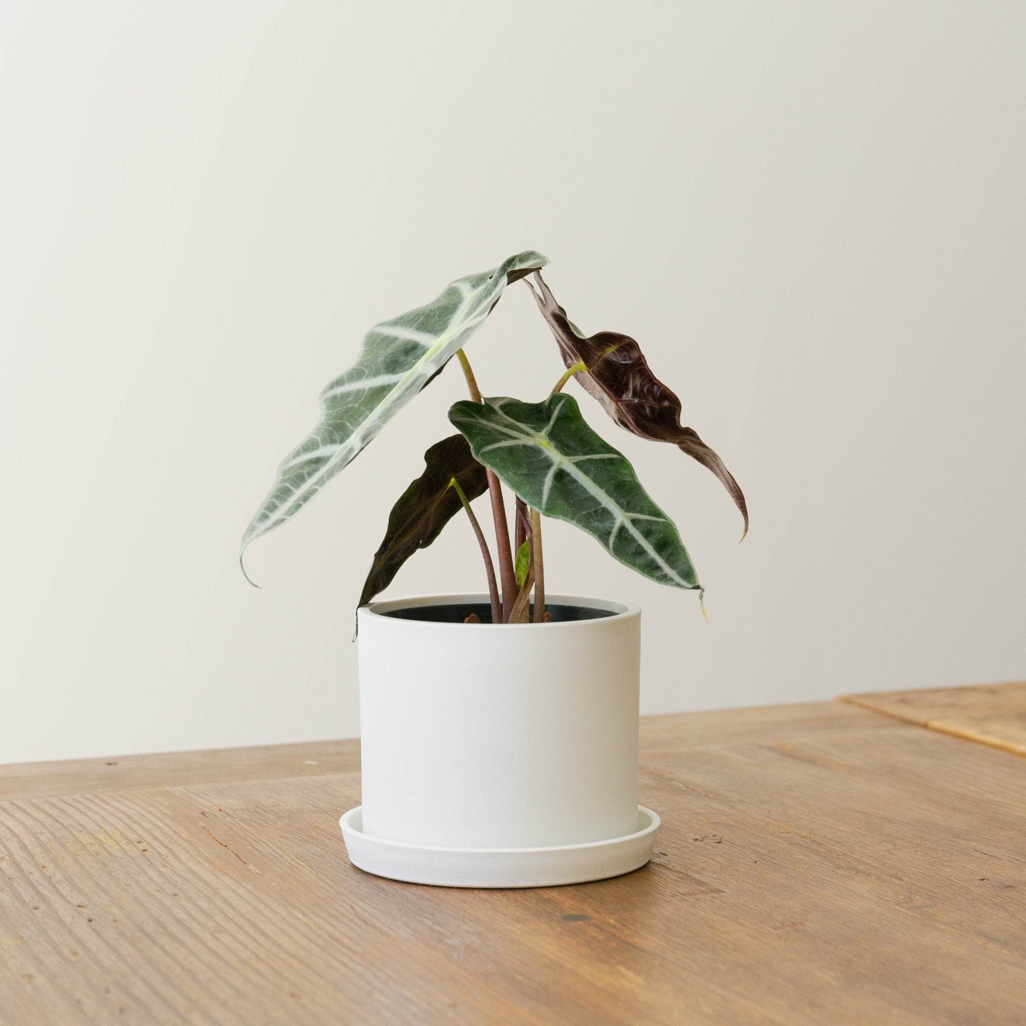 アロカシア アマゾニアをオーダーするならFlower&Plants tette │ 「手から手へ、想いを運ぶフラワーショップ」【板橋駅徒歩4分】【熟練フローリスト夫婦が運営】【最短2営業日で発送】【24時間365日注文OK】【ギフトは3300円〜】フラワーギフトを手から手へ、想いを込めたブーケやアレンジメントで大切な人に感謝と愛情を。シーンや用途に合わせて選びやすい豊富な種