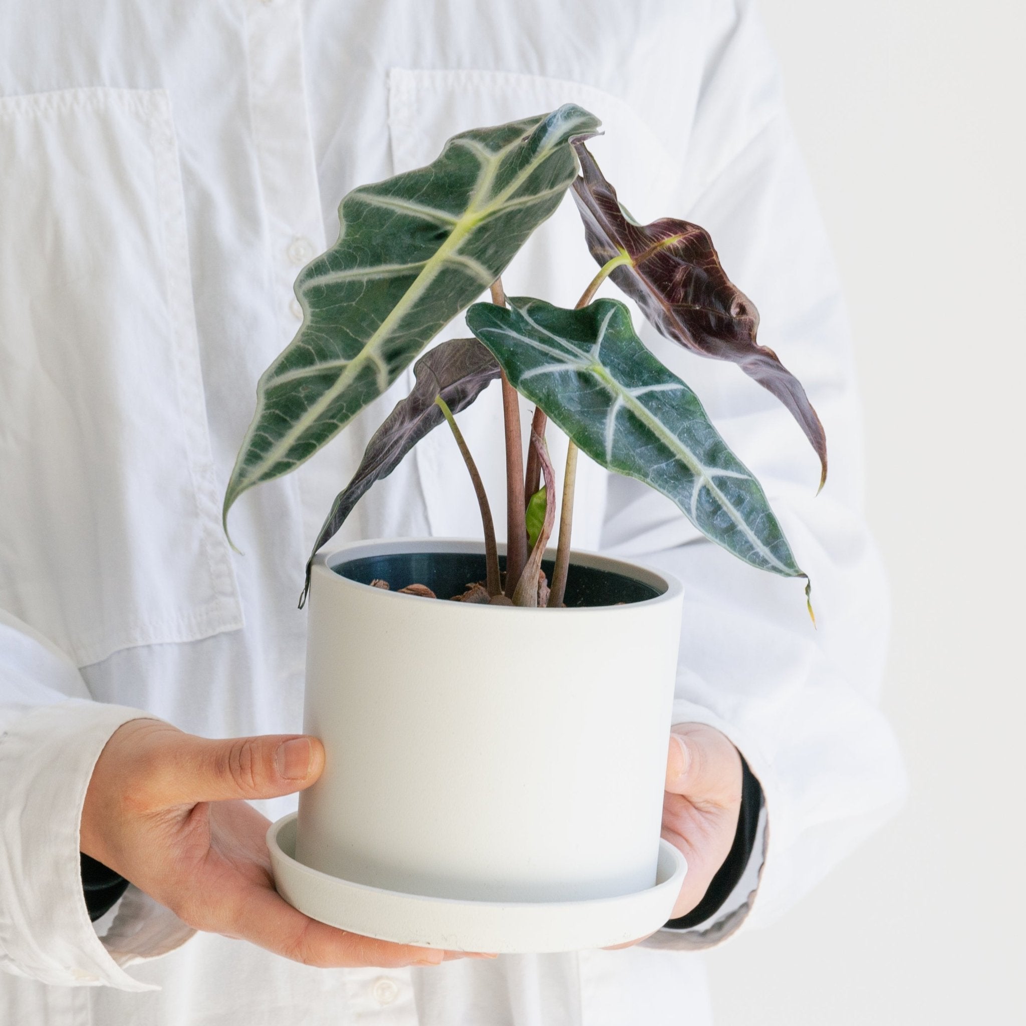 アロカシア アマゾニアをオーダーするならFlower&Plants tette │ 「手から手へ、想いを運ぶフラワーショップ」【板橋駅徒歩4分】【熟練フローリスト夫婦が運営】【最短2営業日で発送】【24時間365日注文OK】【ギフトは3300円〜】フラワーギフトを手から手へ、想いを込めたブーケやアレンジメントで大切な人に感謝と愛情を。シーンや用途に合わせて選びやすい豊富な種