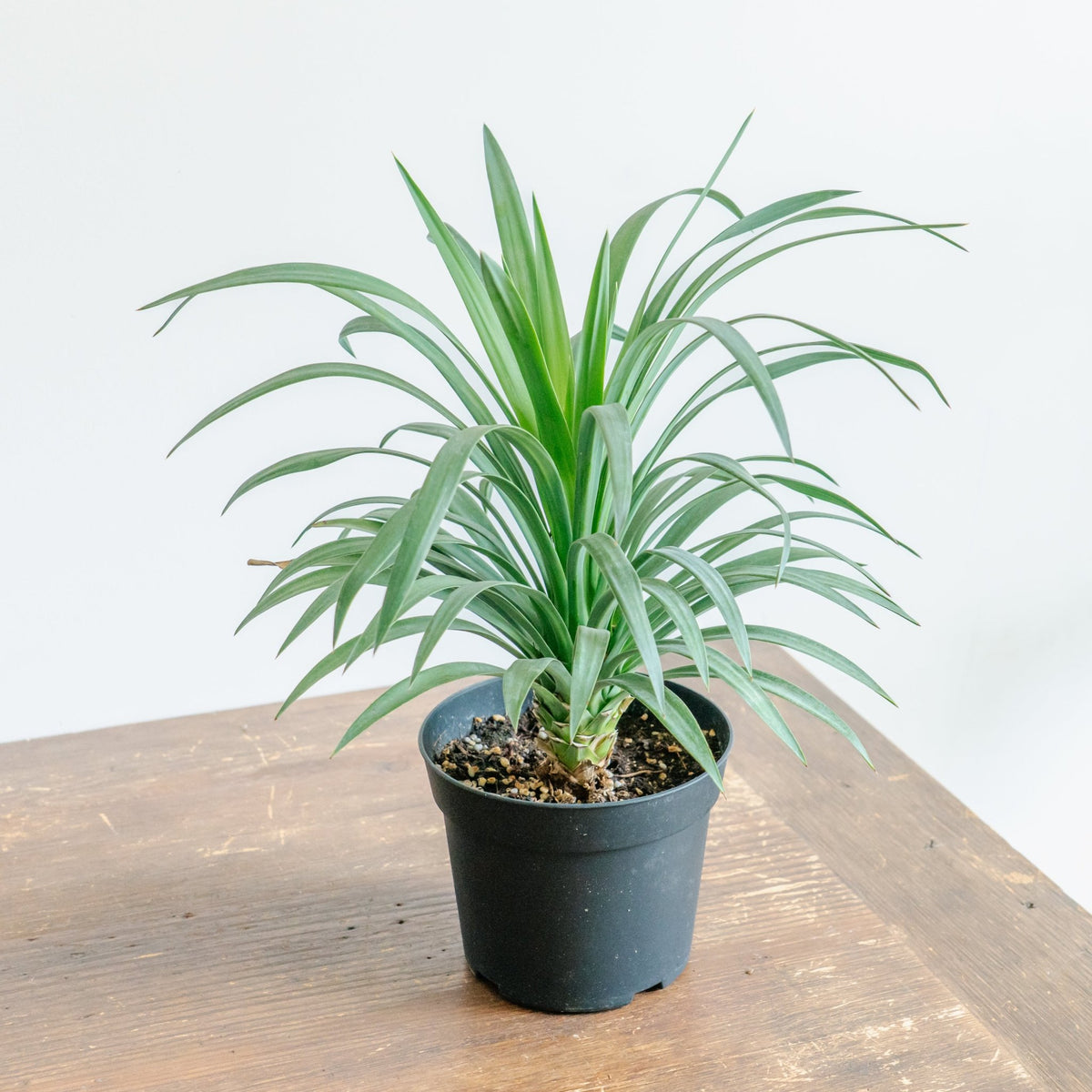 ユッカ・ディスメキアーナをオーダーするならFlower&Plants tette │ 「手から手へ、想いを運ぶフラワーショップ」【板橋駅徒歩4分】【熟練フローリスト夫婦が運営】【最短2営業日で発送】【24時間365日注文OK】【ギフトは3300円〜】フラワーギフトを手から手へ、想いを込めたブーケやアレンジメントで大切な人に感謝と愛情を。シーンや用途に合わせて選びやすい豊富な種