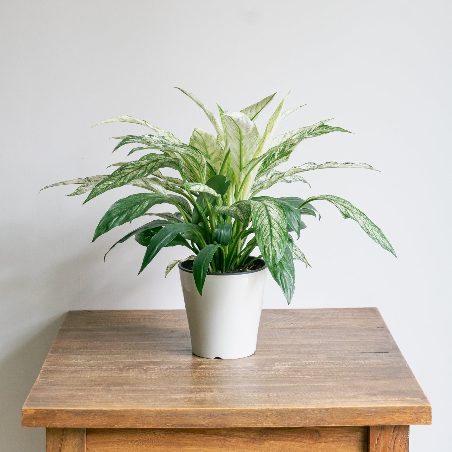 スパティフィラム・センセーション バリエガータをオーダーするならFlower&Plants tette │ 「手から手へ、想いを運ぶフラワーショップ」【板橋駅徒歩4分】【熟練フローリスト夫婦が運営】【最短2営業日で発送】【24時間365日注文OK】【ギフトは3300円〜】フラワーギフトを手から手へ、想いを込めたブーケやアレンジメントで大切な人に感謝と愛情を。シーンや用途に合わせて選びやすい豊富な種