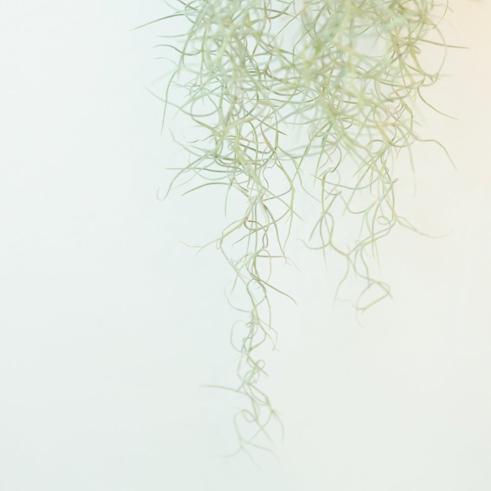 ウスネオイデスをオーダーするならFlower&Plants tette │ 「手から手へ、想いを運ぶフラワーショップ」【板橋駅徒歩4分】【熟練フローリスト夫婦が運営】【最短2営業日で発送】【24時間365日注文OK】【ギフトは3300円〜】フラワーギフトを手から手へ、想いを込めたブーケやアレンジメントで大切な人に感謝と愛情を。シーンや用途に合わせて選びやすい豊富な種