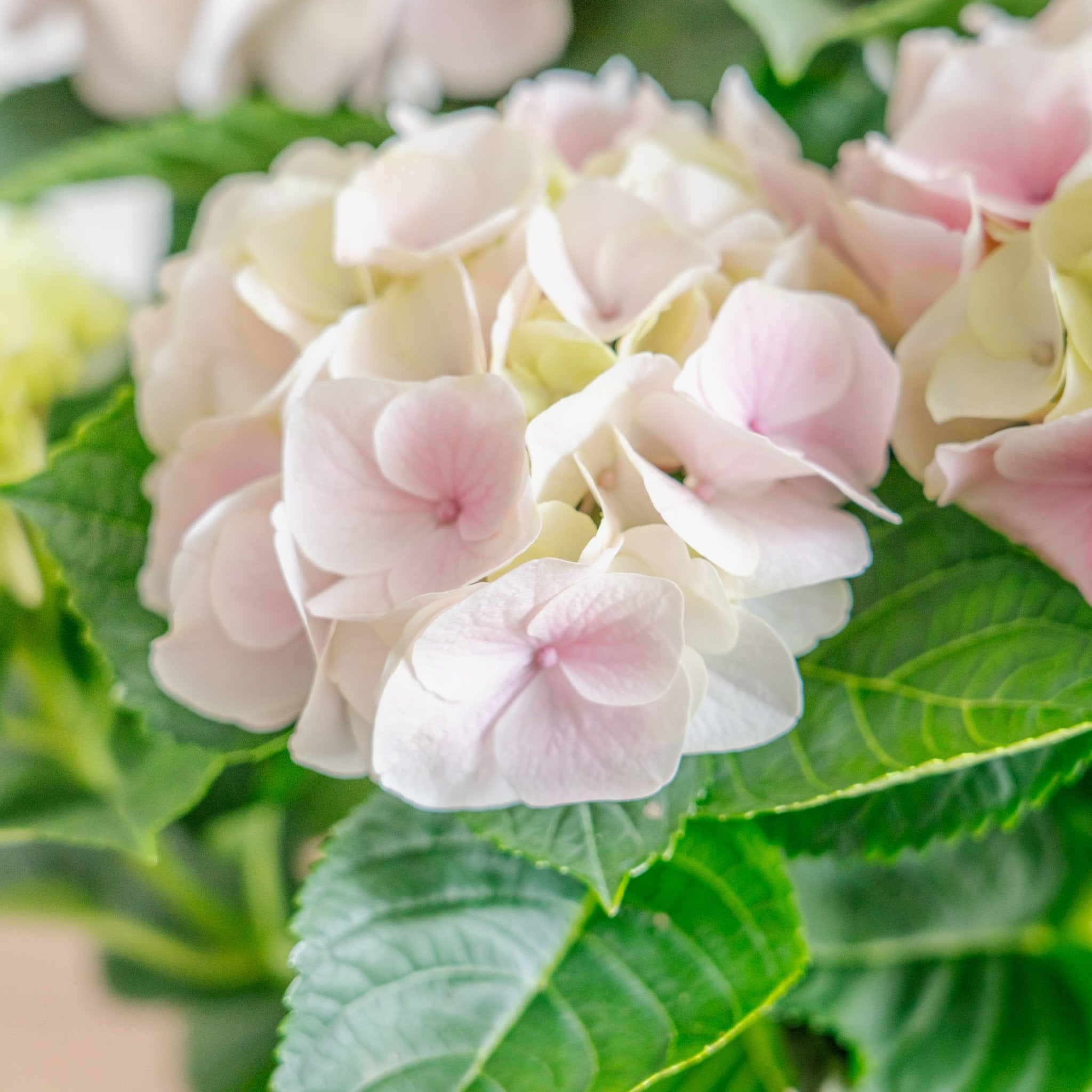 母の日 アジサイのギフトをオーダーするならFlower&Plants tette │ 「手から手へ、想いを運ぶフラワーショップ」【板橋駅徒歩4分】【熟練フローリスト夫婦が運営】【最短2営業日で発送】【24時間365日注文OK】【ギフトは3300円〜】フラワーギフトを手から手へ、想いを込めたブーケやアレンジメントで大切な人に感謝と愛情を。シーンや用途に合わせて選びやすい豊富な種