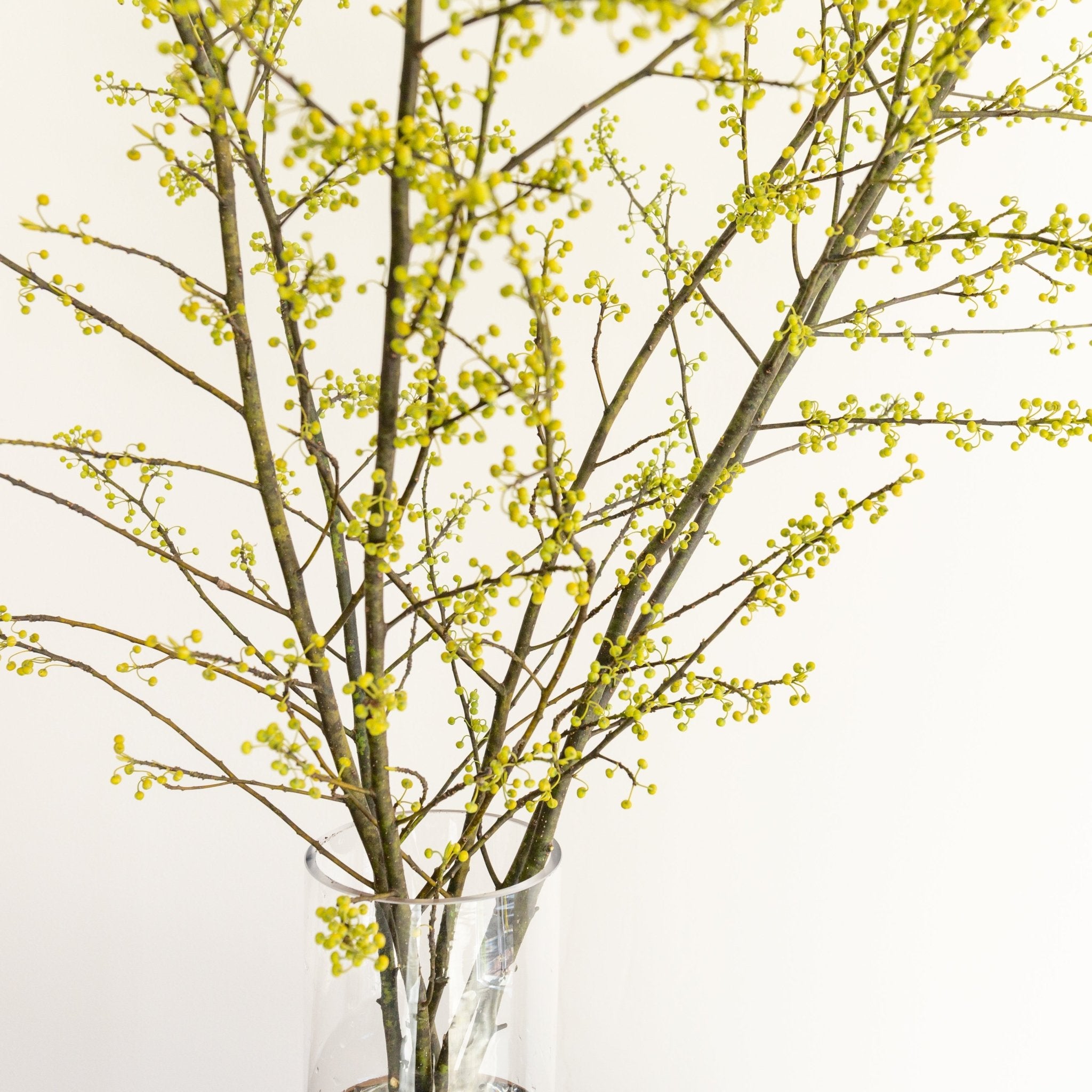 枝もの定期便をオーダーするならFlower&Plants tette │ 「手から手へ、想いを運ぶフラワーショップ」【板橋駅徒歩4分】【熟練フローリスト夫婦が運営】【最短2営業日で発送】【24時間365日注文OK】【ギフトは3300円〜】フラワーギフトを手から手へ、想いを込めたブーケやアレンジメントで大切な人に感謝と愛情を。シーンや用途に合わせて選びやすい豊富な種