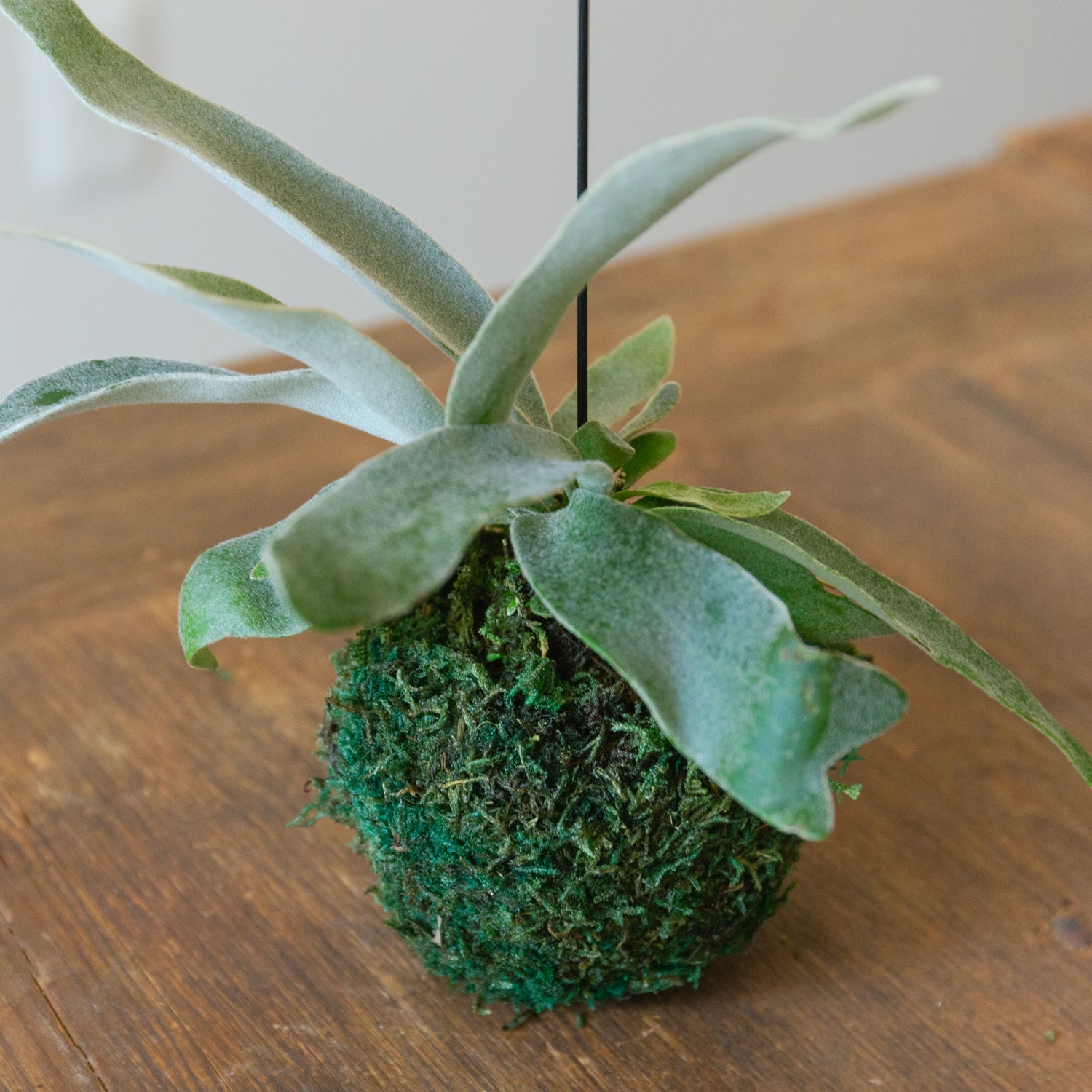 ビカクシダ ヴィーチーをオーダーするならFlower&Plants tette │ 「手から手へ、想いを運ぶフラワーショップ」【板橋駅徒歩4分】【熟練フローリスト夫婦が運営】【最短2営業日で発送】【24時間365日注文OK】【ギフトは3300円〜】フラワーギフトを手から手へ、想いを込めたブーケやアレンジメントで大切な人に感謝と愛情を。シーンや用途に合わせて選びやすい豊富な種