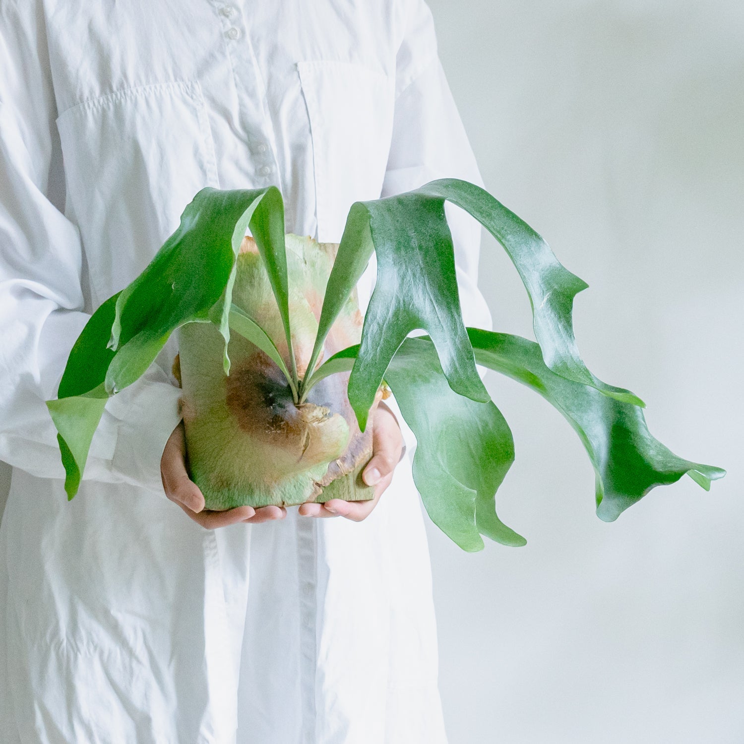 ビカクシダ ヒリーをオーダーするならFlower&Plants tette │ 「手から手へ、想いを運ぶフラワーショップ」【板橋駅徒歩4分】【熟練フローリスト夫婦が運営】【最短2営業日で発送】【24時間365日注文OK】【ギフトは3300円〜】フラワーギフトを手から手へ、想いを込めたブーケやアレンジメントで大切な人に感謝と愛情を。シーンや用途に合わせて選びやすい豊富な種