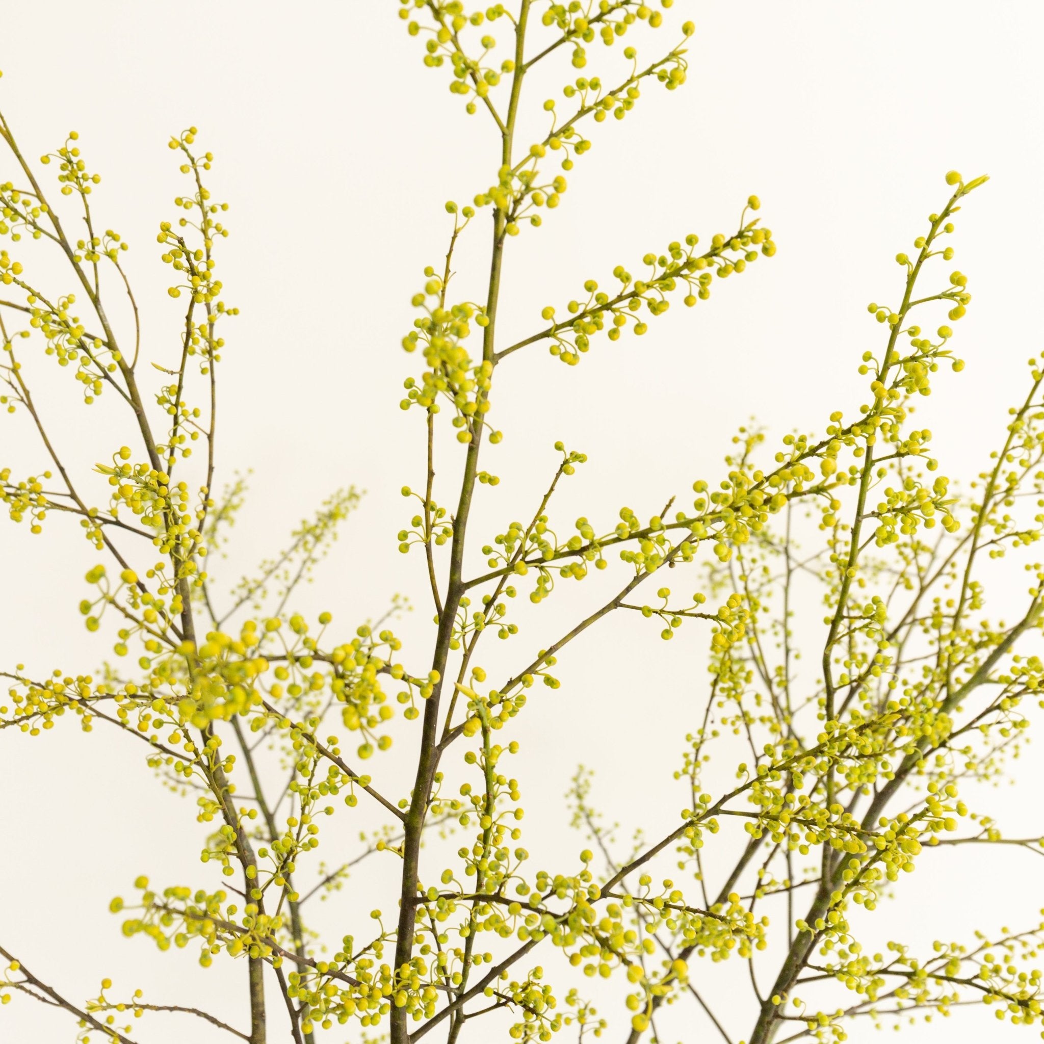 枝もの定期便をオーダーするならFlower&Plants tette │ 「手から手へ、想いを運ぶフラワーショップ」【板橋駅徒歩4分】【熟練フローリスト夫婦が運営】【最短2営業日で発送】【24時間365日注文OK】【ギフトは3300円〜】フラワーギフトを手から手へ、想いを込めたブーケやアレンジメントで大切な人に感謝と愛情を。シーンや用途に合わせて選びやすい豊富な種