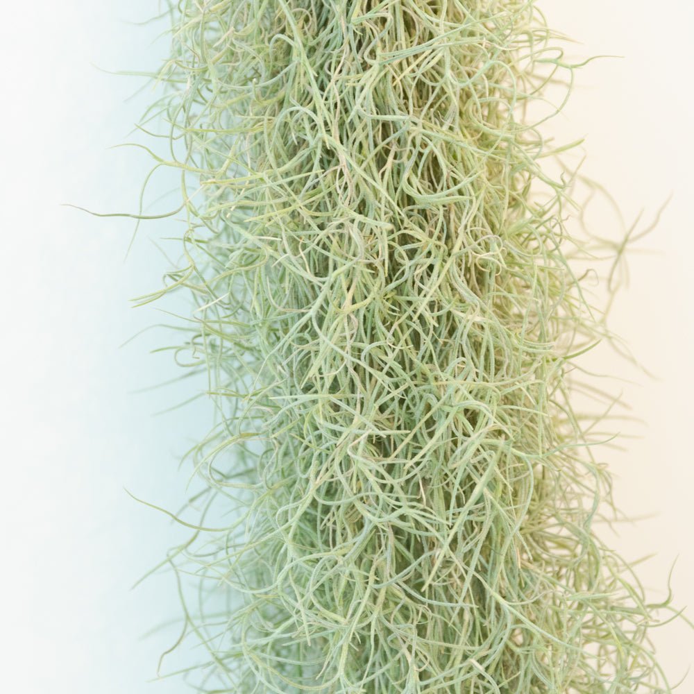 ウスネオイデスをオーダーするならFlower&Plants tette │ 「手から手へ、想いを運ぶフラワーショップ」【板橋駅徒歩4分】【熟練フローリスト夫婦が運営】【最短2営業日で発送】【24時間365日注文OK】【ギフトは3300円〜】フラワーギフトを手から手へ、想いを込めたブーケやアレンジメントで大切な人に感謝と愛情を。シーンや用途に合わせて選びやすい豊富な種