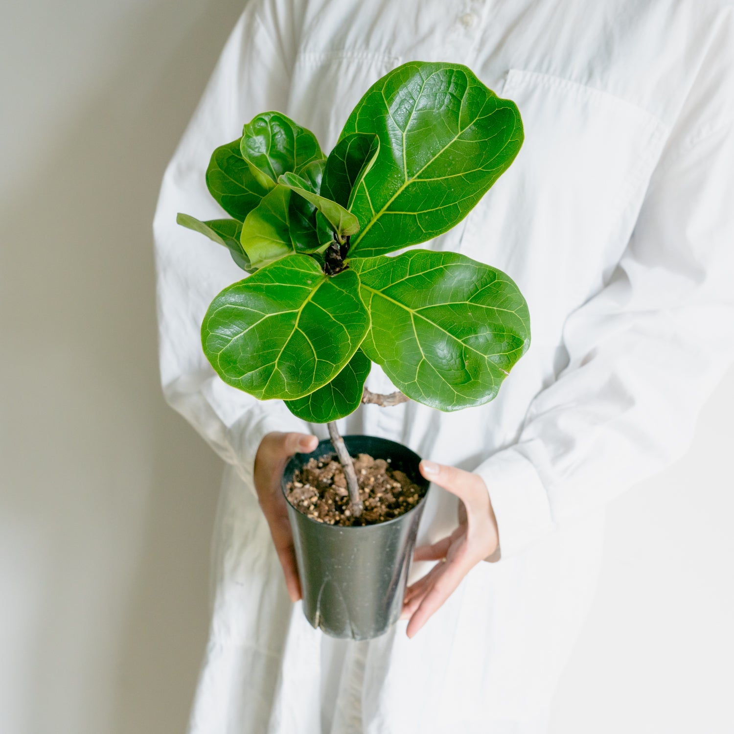 フィカス バンビーノをオーダーするならFlower&Plants tette │ 「手から手へ、想いを運ぶフラワーショップ」【板橋駅徒歩4分】【熟練フローリスト夫婦が運営】【最短2営業日で発送】【24時間365日注文OK】【ギフトは3300円〜】フラワーギフトを手から手へ、想いを込めたブーケやアレンジメントで大切な人に感謝と愛情を。シーンや用途に合わせて選びやすい豊富な種