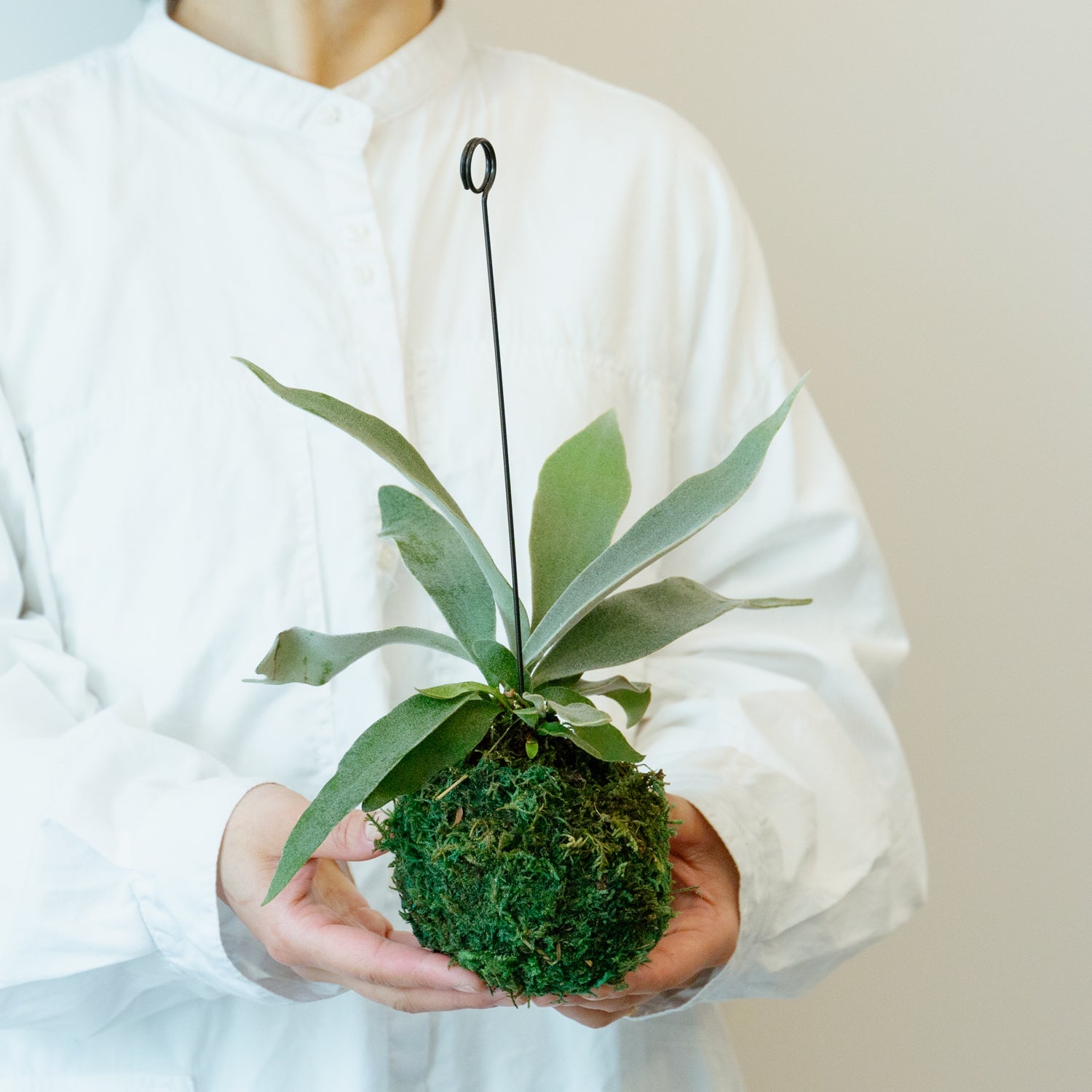 ビカクシダ ヴィーチーをオーダーするならFlower&Plants tette │ 「手から手へ、想いを運ぶフラワーショップ」【板橋駅徒歩4分】【熟練フローリスト夫婦が運営】【最短2営業日で発送】【24時間365日注文OK】【ギフトは3300円〜】フラワーギフトを手から手へ、想いを込めたブーケやアレンジメントで大切な人に感謝と愛情を。シーンや用途に合わせて選びやすい豊富な種