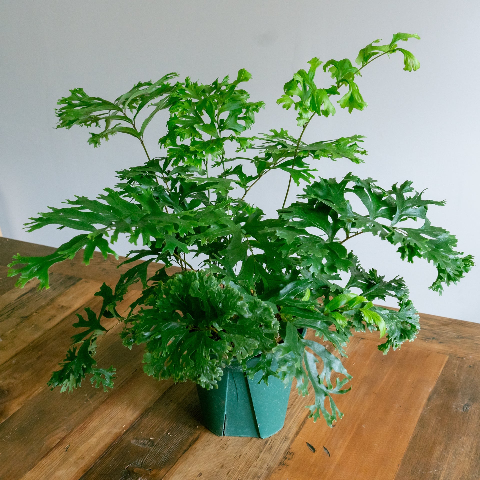 フレポディウム ファラックスをオーダーするならFlower&Plants tette │ 「手から手へ、想いを運ぶフラワーショップ」【板橋駅徒歩4分】【熟練フローリスト夫婦が運営】【最短2営業日で発送】【24時間365日注文OK】【ギフトは3300円〜】フラワーギフトを手から手へ、想いを込めたブーケやアレンジメントで大切な人に感謝と愛情を。シーンや用途に合わせて選びやすい豊富な種