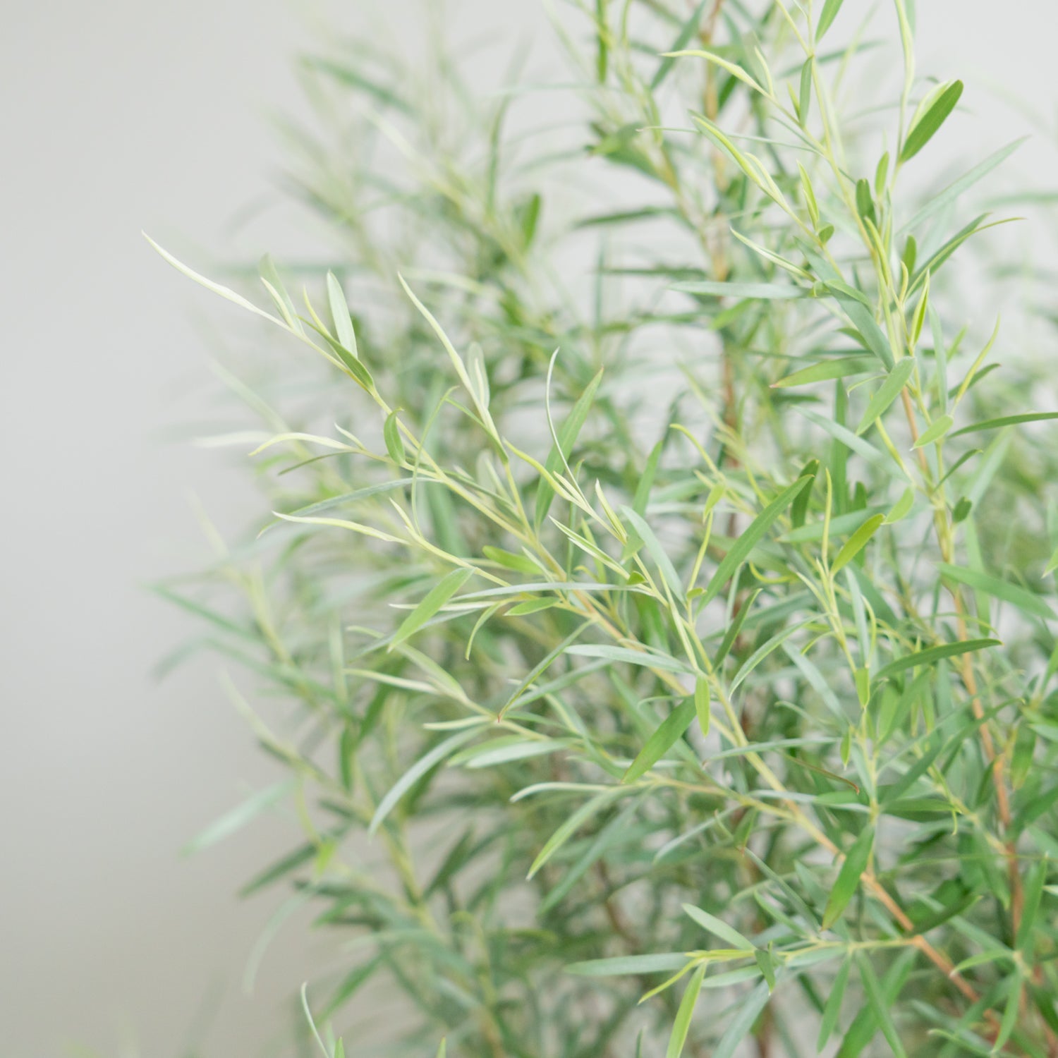 シルバーティーツリーをオーダーするならFlower&Plants tette │ 「手から手へ、想いを運ぶフラワーショップ」【板橋駅徒歩4分】【熟練フローリスト夫婦が運営】【最短2営業日で発送】【24時間365日注文OK】【ギフトは3300円〜】フラワーギフトを手から手へ、想いを込めたブーケやアレンジメントで大切な人に感謝と愛情を。シーンや用途に合わせて選びやすい豊富な種