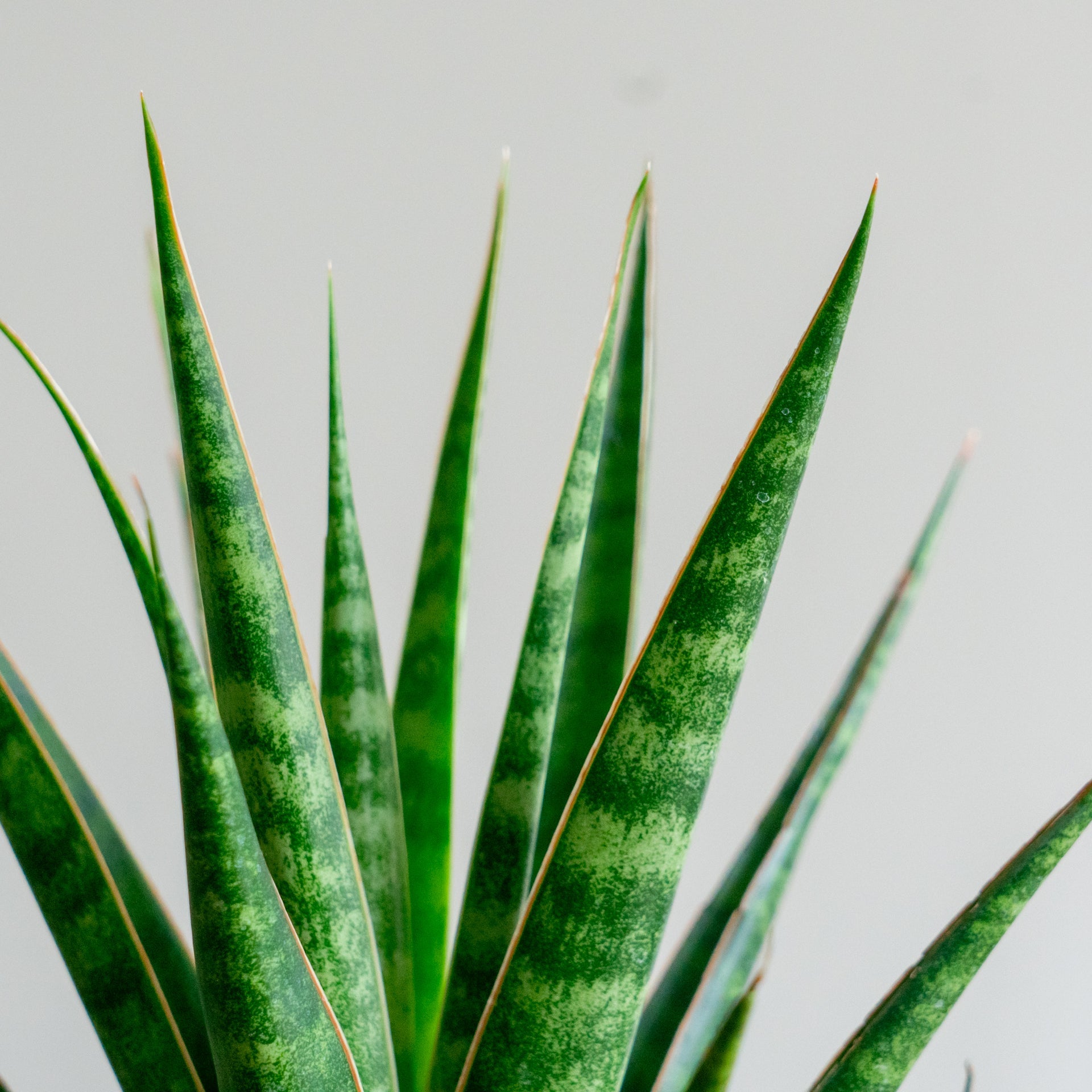 サンスベリア ビースリーをオーダーするならFlower&Plants tette │ 「手から手へ、想いを運ぶフラワーショップ」【板橋駅徒歩4分】【熟練フローリスト夫婦が運営】【最短2営業日で発送】【24時間365日注文OK】【ギフトは3300円〜】フラワーギフトを手から手へ、想いを込めたブーケやアレンジメントで大切な人に感謝と愛情を。シーンや用途に合わせて選びやすい豊富な種