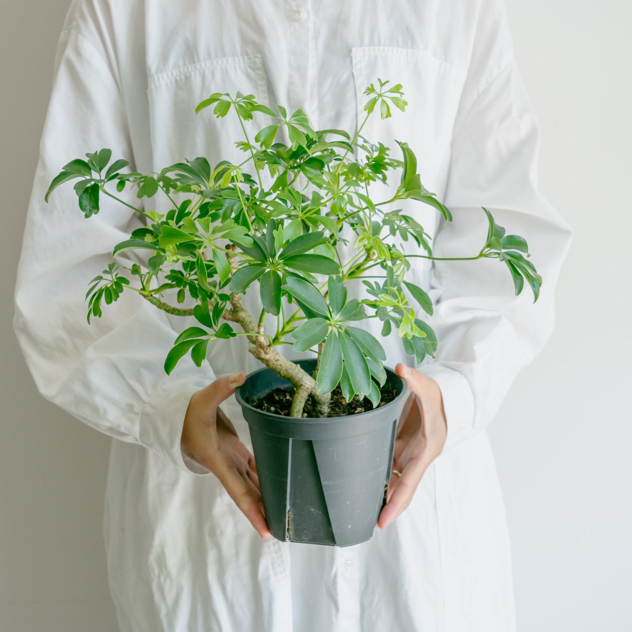 シェフレラ レナータをオーダーするならFlower&Plants tette │ 「手から手へ、想いを運ぶフラワーショップ」【板橋駅徒歩4分】【熟練フローリスト夫婦が運営】【最短2営業日で発送】【24時間365日注文OK】【ギフトは3300円〜】フラワーギフトを手から手へ、想いを込めたブーケやアレンジメントで大切な人に感謝と愛情を。シーンや用途に合わせて選びやすい豊富な種