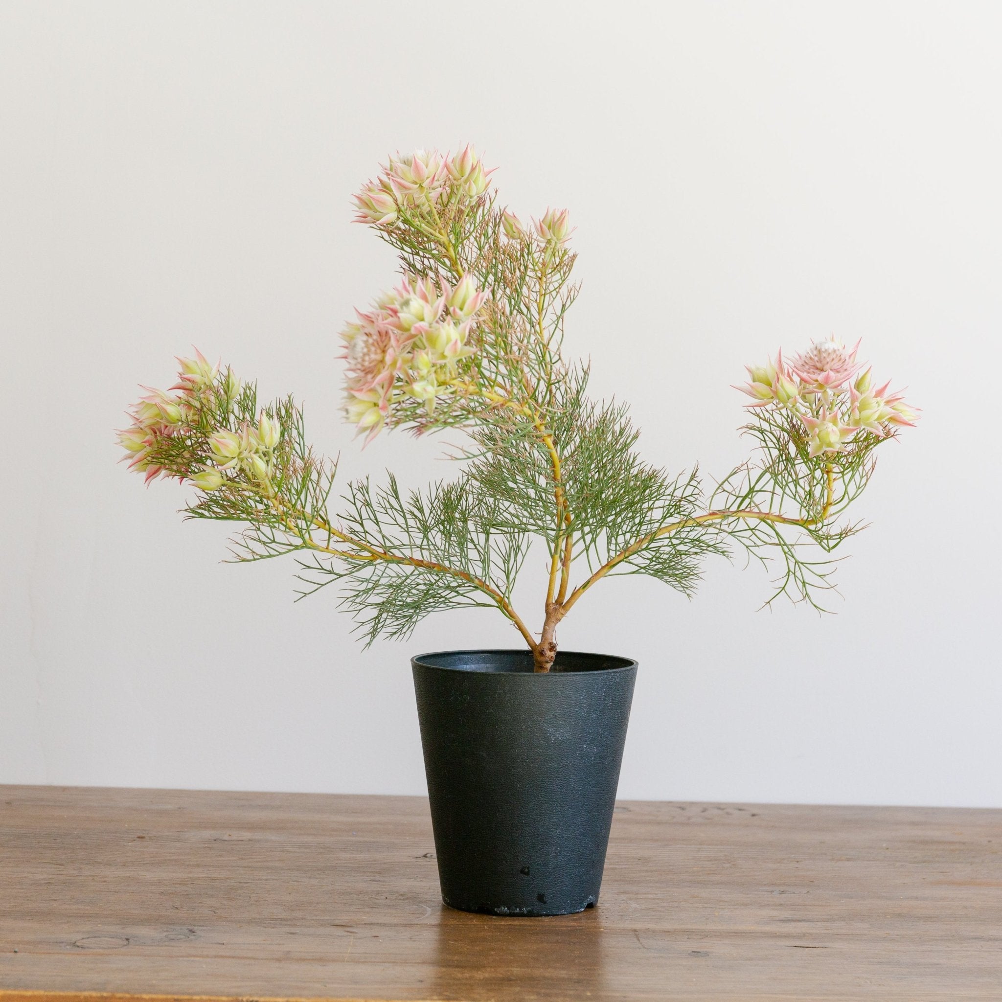 セルリア プリティピンクをオーダーするならFlower&Plants tette │ 「手から手へ、想いを運ぶフラワーショップ」【板橋駅徒歩4分】【熟練フローリスト夫婦が運営】【最短2営業日で発送】【24時間365日注文OK】【ギフトは3300円〜】フラワーギフトを手から手へ、想いを込めたブーケやアレンジメントで大切な人に感謝と愛情を。シーンや用途に合わせて選びやすい豊富な種