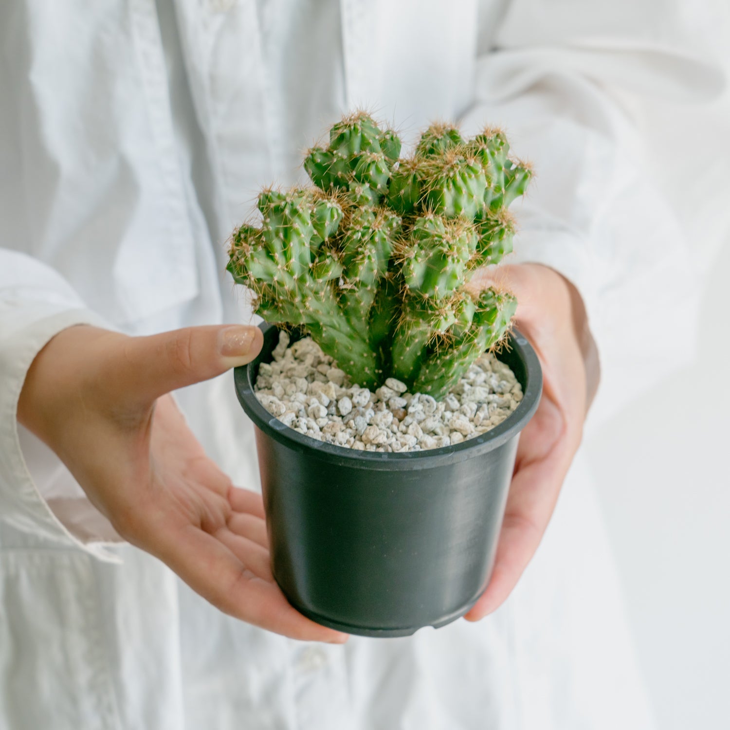 サボテン 金獅子をオーダーするならFlower&Plants tette │ 「手から手へ、想いを運ぶフラワーショップ」【板橋駅徒歩4分】【熟練フローリスト夫婦が運営】【最短2営業日で発送】【24時間365日注文OK】【ギフトは3300円〜】フラワーギフトを手から手へ、想いを込めたブーケやアレンジメントで大切な人に感謝と愛情を。シーンや用途に合わせて選びやすい豊富な種