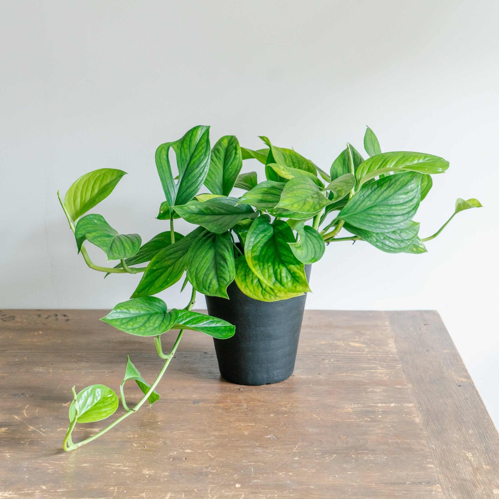 モンステラ カルステリアナムをオーダーするならFlower&Plants tette │ 「手から手へ、想いを運ぶフラワーショップ」【板橋駅徒歩4分】【熟練フローリスト夫婦が運営】【最短2営業日で発送】【24時間365日注文OK】【ギフトは3300円〜】フラワーギフトを手から手へ、想いを込めたブーケやアレンジメントで大切な人に感謝と愛情を。シーンや用途に合わせて選びやすい豊富な種