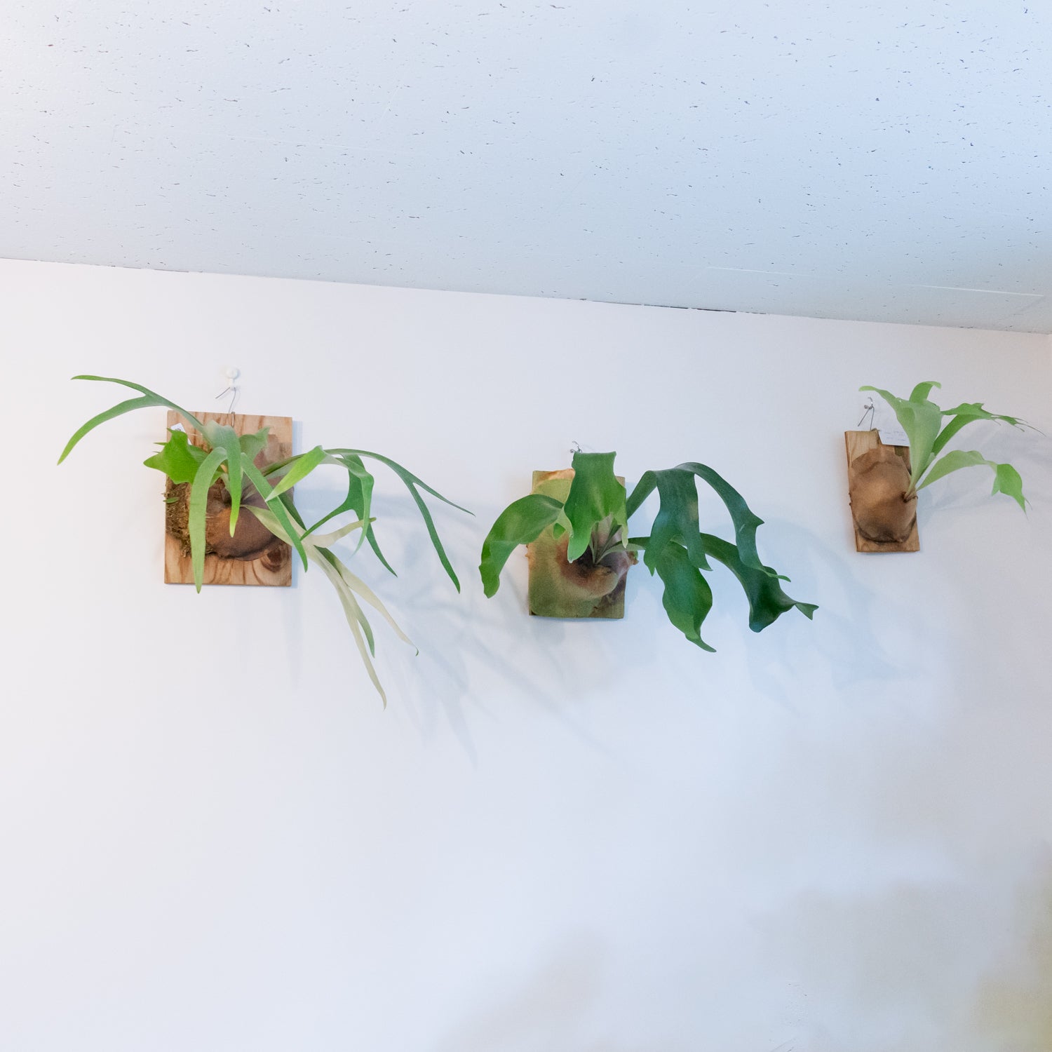 ビカクシダ サウスシーをオーダーするならFlower&Plants tette │ 「手から手へ、想いを運ぶフラワーショップ」【板橋駅徒歩4分】【熟練フローリスト夫婦が運営】【最短2営業日で発送】【24時間365日注文OK】【ギフトは3300円〜】フラワーギフトを手から手へ、想いを込めたブーケやアレンジメントで大切な人に感謝と愛情を。シーンや用途に合わせて選びやすい豊富な種