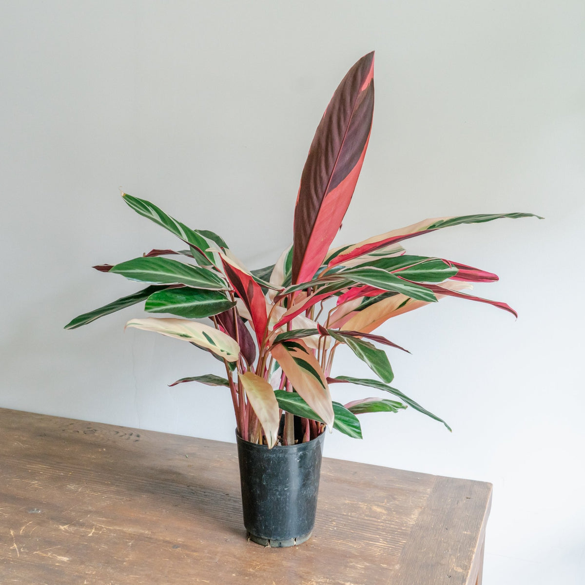 カラテア トリオスターをオーダーするならFlower&Plants tette │ 「手から手へ、想いを運ぶフラワーショップ」【板橋駅徒歩4分】【熟練フローリスト夫婦が運営】【最短2営業日で発送】【24時間365日注文OK】【ギフトは3300円〜】フラワーギフトを手から手へ、想いを込めたブーケやアレンジメントで大切な人に感謝と愛情を。シーンや用途に合わせて選びやすい豊富な種