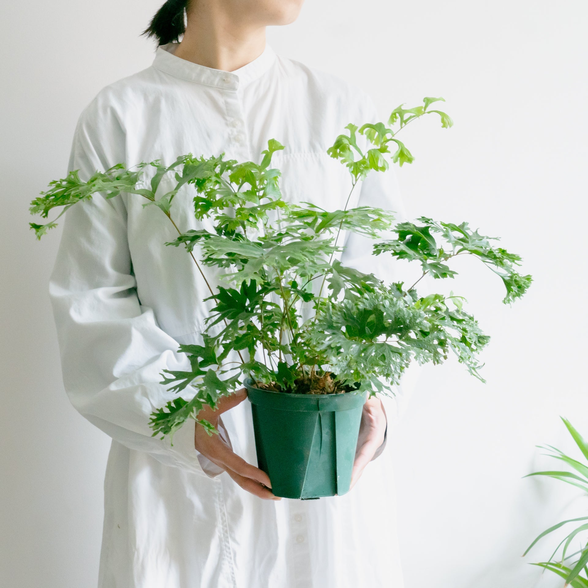 フレポディウム ファラックスをオーダーするならFlower&Plants tette │ 「手から手へ、想いを運ぶフラワーショップ」【板橋駅徒歩4分】【熟練フローリスト夫婦が運営】【最短2営業日で発送】【24時間365日注文OK】【ギフトは3300円〜】フラワーギフトを手から手へ、想いを込めたブーケやアレンジメントで大切な人に感謝と愛情を。シーンや用途に合わせて選びやすい豊富な種