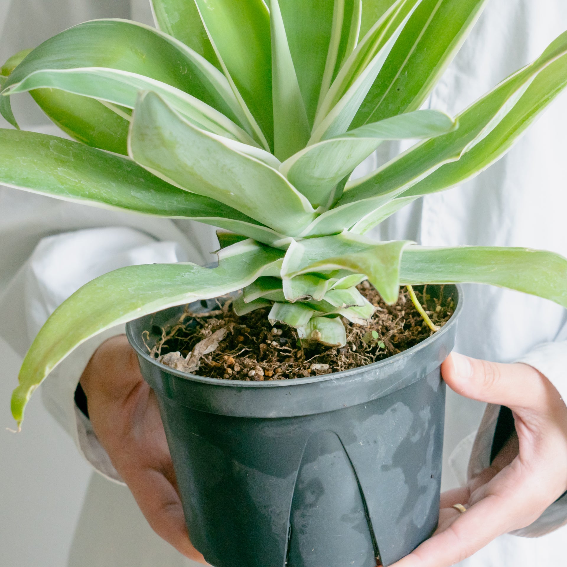 アガベ アテナータをオーダーするならFlower&Plants tette │ 「手から手へ、想いを運ぶフラワーショップ」【板橋駅徒歩4分】【熟練フローリスト夫婦が運営】【最短2営業日で発送】【24時間365日注文OK】【ギフトは3300円〜】フラワーギフトを手から手へ、想いを込めたブーケやアレンジメントで大切な人に感謝と愛情を。シーンや用途に合わせて選びやすい豊富な種