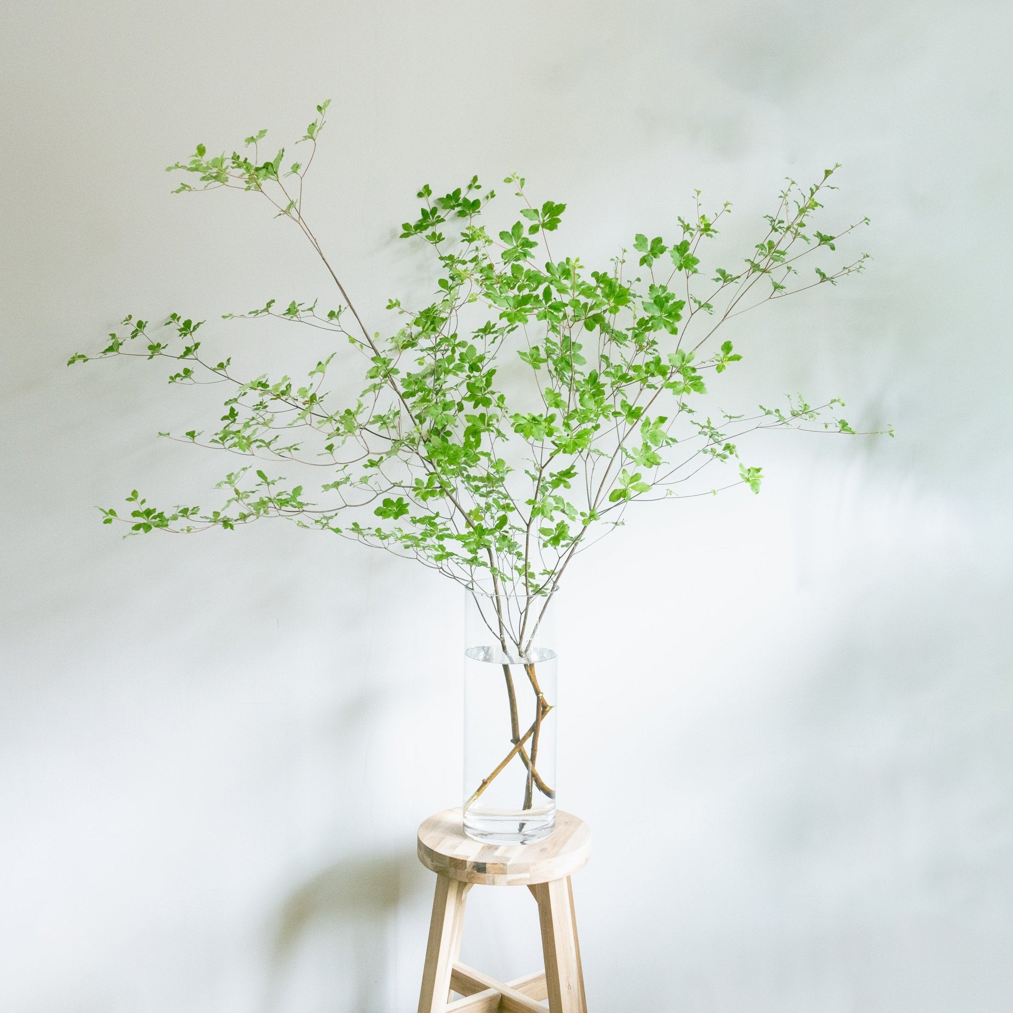 ガラス シリンダーをオーダーするならFlower&Plants tette │ 「手から手へ、想いを運ぶフラワーショップ」【板橋駅徒歩4分】【熟練フローリスト夫婦が運営】【最短2営業日で発送】【24時間365日注文OK】【ギフトは3300円〜】フラワーギフトを手から手へ、想いを込めたブーケやアレンジメントで大切な人に感謝と愛情を。シーンや用途に合わせて選びやすい豊富な種