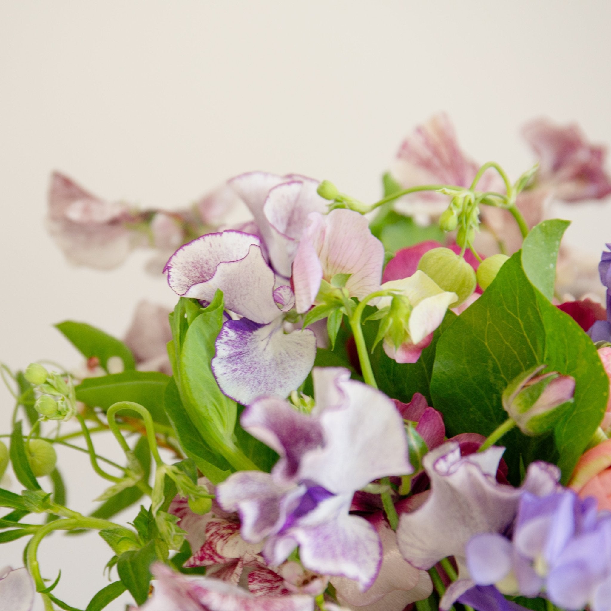 スイートピーのギフトをオーダーするならFlower&Plants tette │ 「手から手へ、想いを運ぶフラワーショップ」【板橋駅徒歩4分】【熟練フローリスト夫婦が運営】【最短2営業日で発送】【24時間365日注文OK】【ギフトは3300円〜】フラワーギフトを手から手へ、想いを込めたブーケやアレンジメントで大切な人に感謝と愛情を。シーンや用途に合わせて選びやすい豊富な種