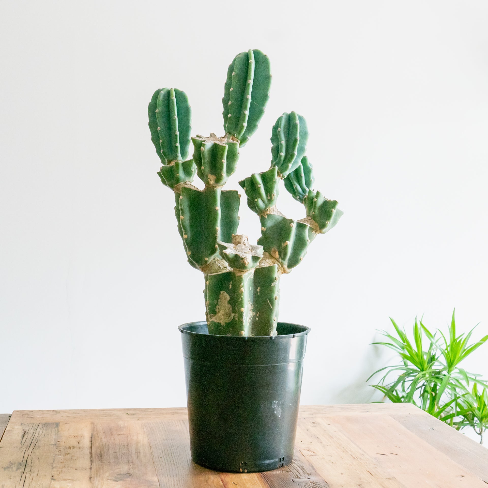 柱サボテンをオーダーするならFlower&Plants tette │ 「手から手へ、想いを運ぶフラワーショップ」【板橋駅徒歩4分】【熟練フローリスト夫婦が運営】【最短2営業日で発送】【24時間365日注文OK】【ギフトは3300円〜】フラワーギフトを手から手へ、想いを込めたブーケやアレンジメントで大切な人に感謝と愛情を。シーンや用途に合わせて選びやすい豊富な種