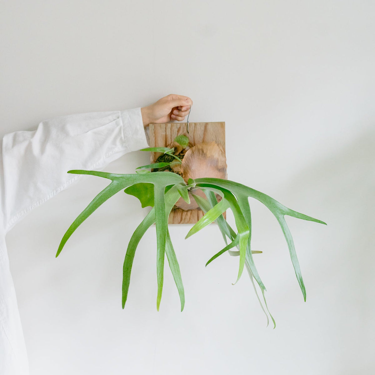 ビカクシダ サウスシーをオーダーするならFlower&Plants tette │ 「手から手へ、想いを運ぶフラワーショップ」【板橋駅徒歩4分】【熟練フローリスト夫婦が運営】【最短2営業日で発送】【24時間365日注文OK】【ギフトは3300円〜】フラワーギフトを手から手へ、想いを込めたブーケやアレンジメントで大切な人に感謝と愛情を。シーンや用途に合わせて選びやすい豊富な種