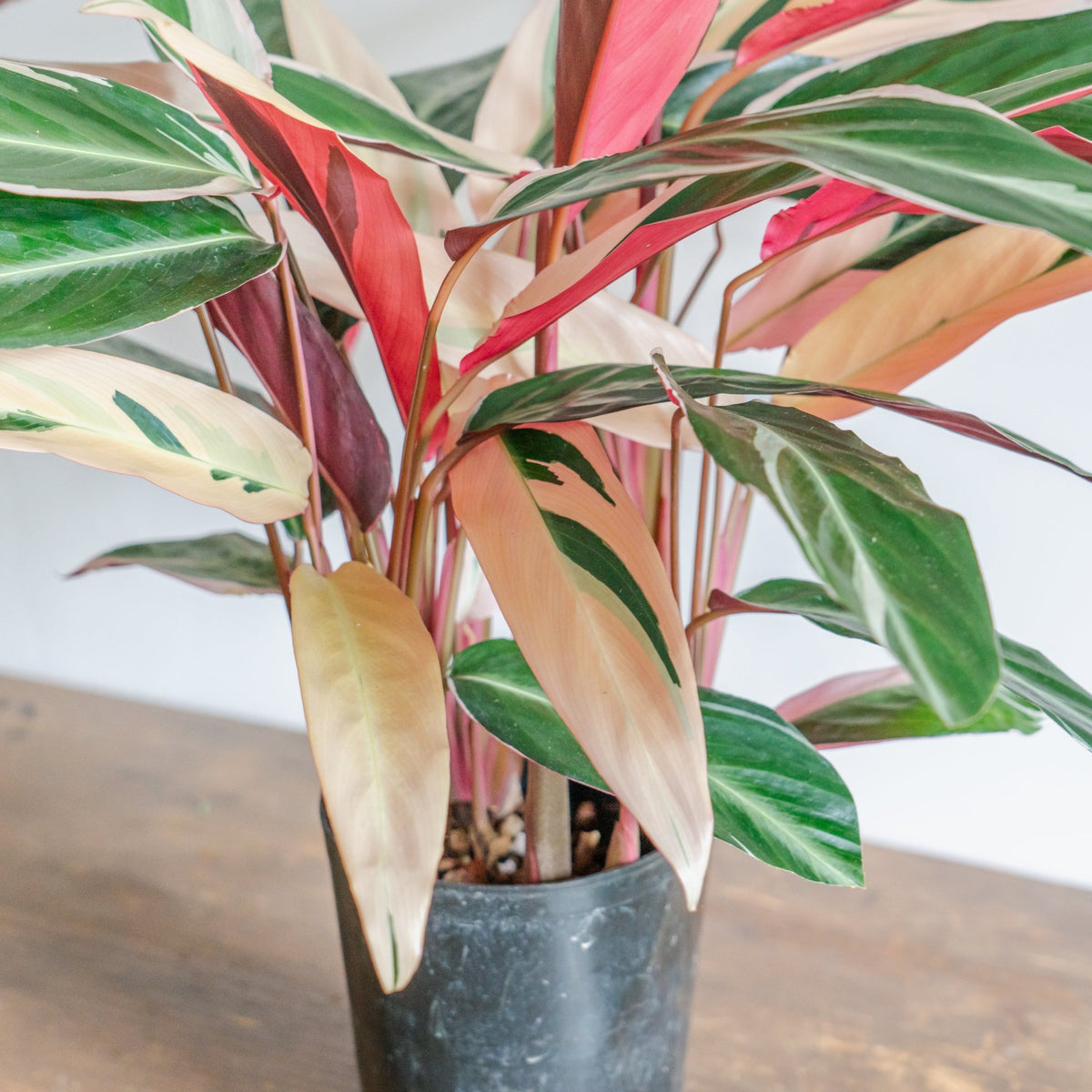 カラテア トリオスターをオーダーするならFlower&Plants tette │ 「手から手へ、想いを運ぶフラワーショップ」【板橋駅徒歩4分】【熟練フローリスト夫婦が運営】【最短2営業日で発送】【24時間365日注文OK】【ギフトは3300円〜】フラワーギフトを手から手へ、想いを込めたブーケやアレンジメントで大切な人に感謝と愛情を。シーンや用途に合わせて選びやすい豊富な種